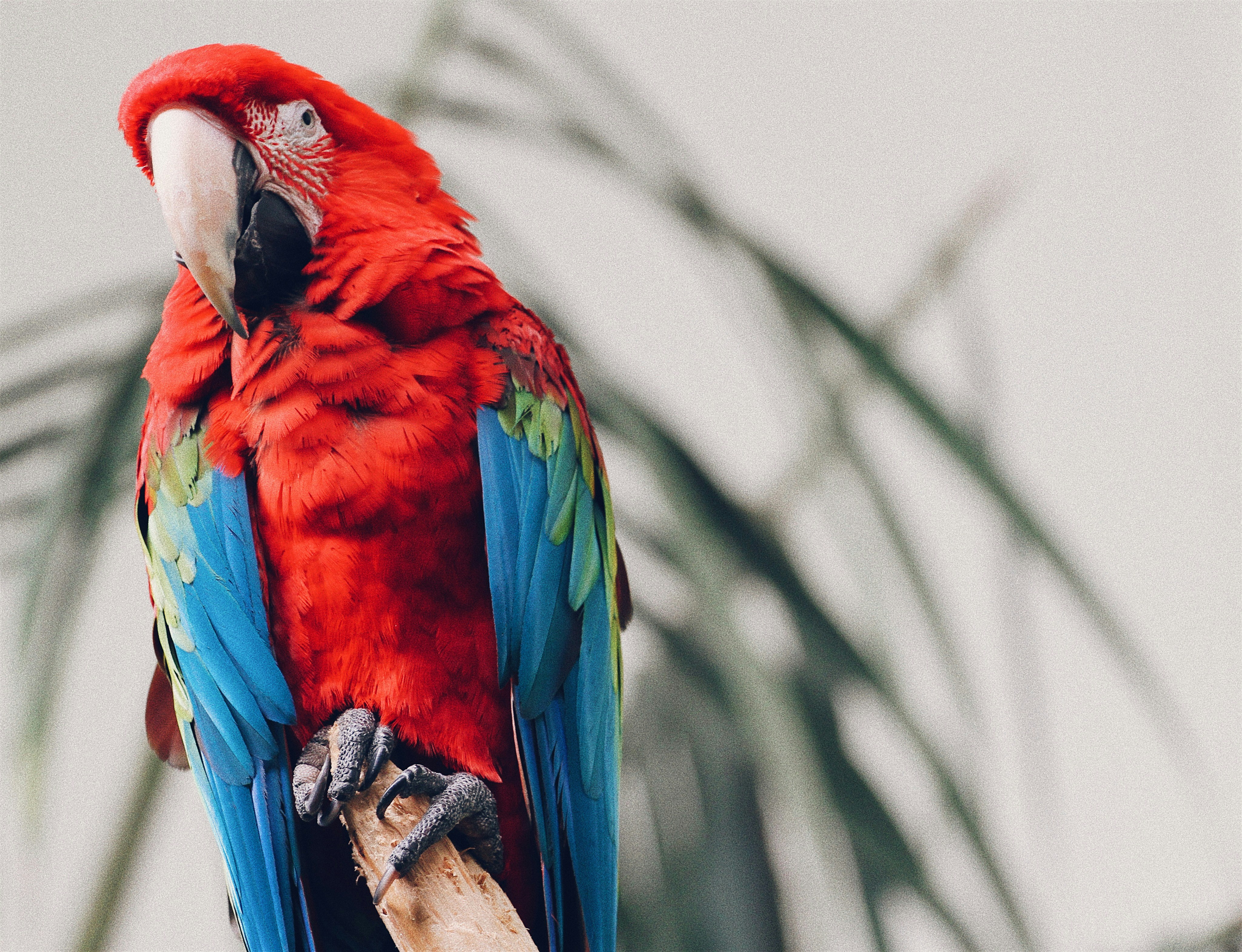 Red-and-green Macaw Perched on Branch