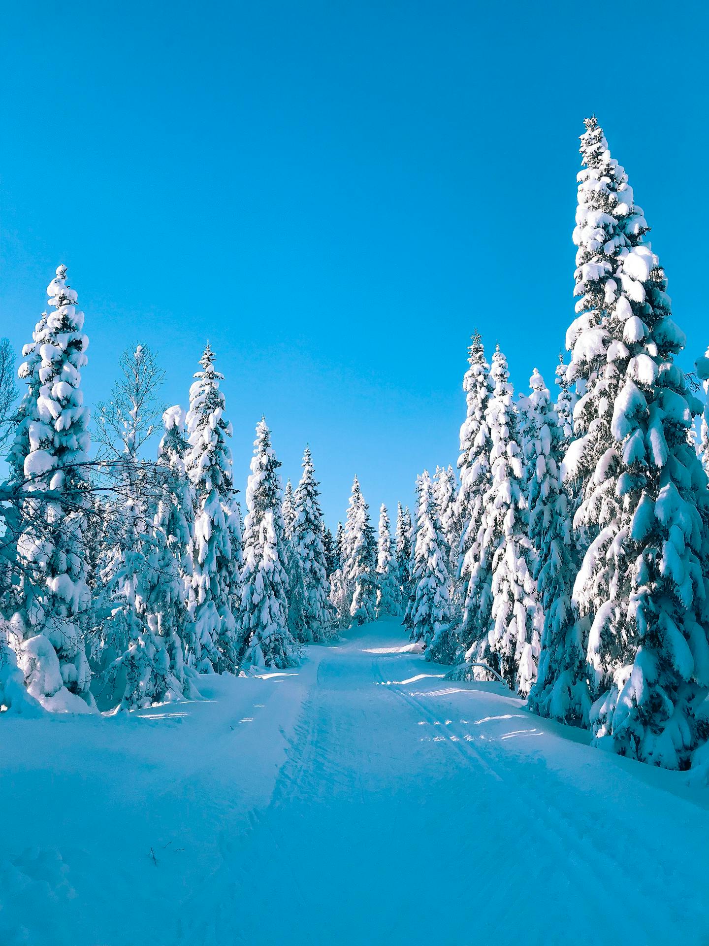 Snow Covered Forest Ski Trail