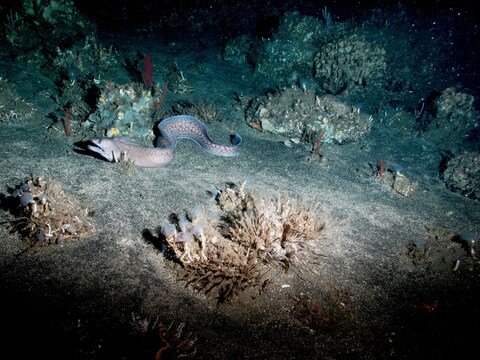 Moray Eel on Sandy Seabed