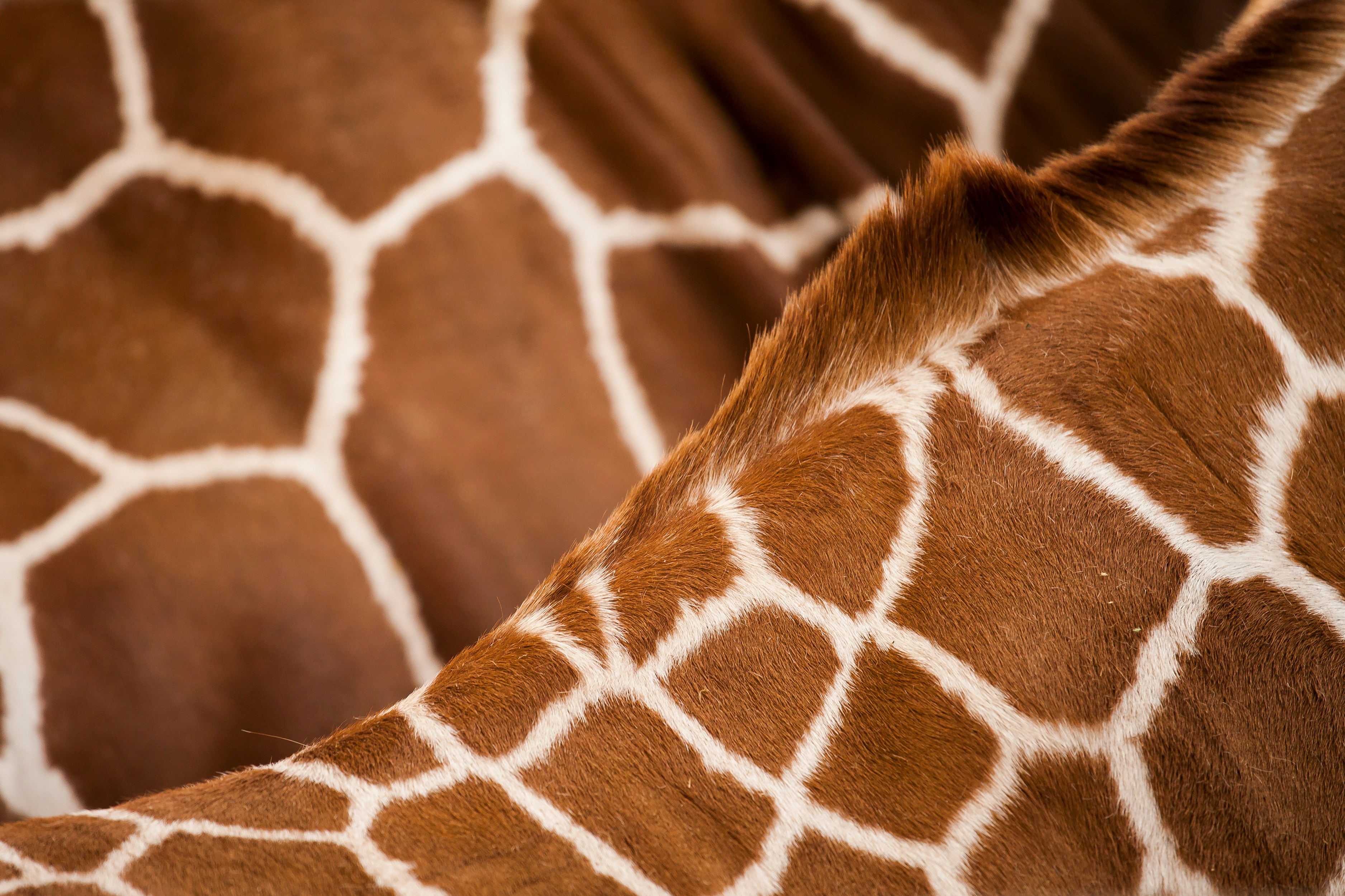 Close-up of Giraffe Fur Pattern