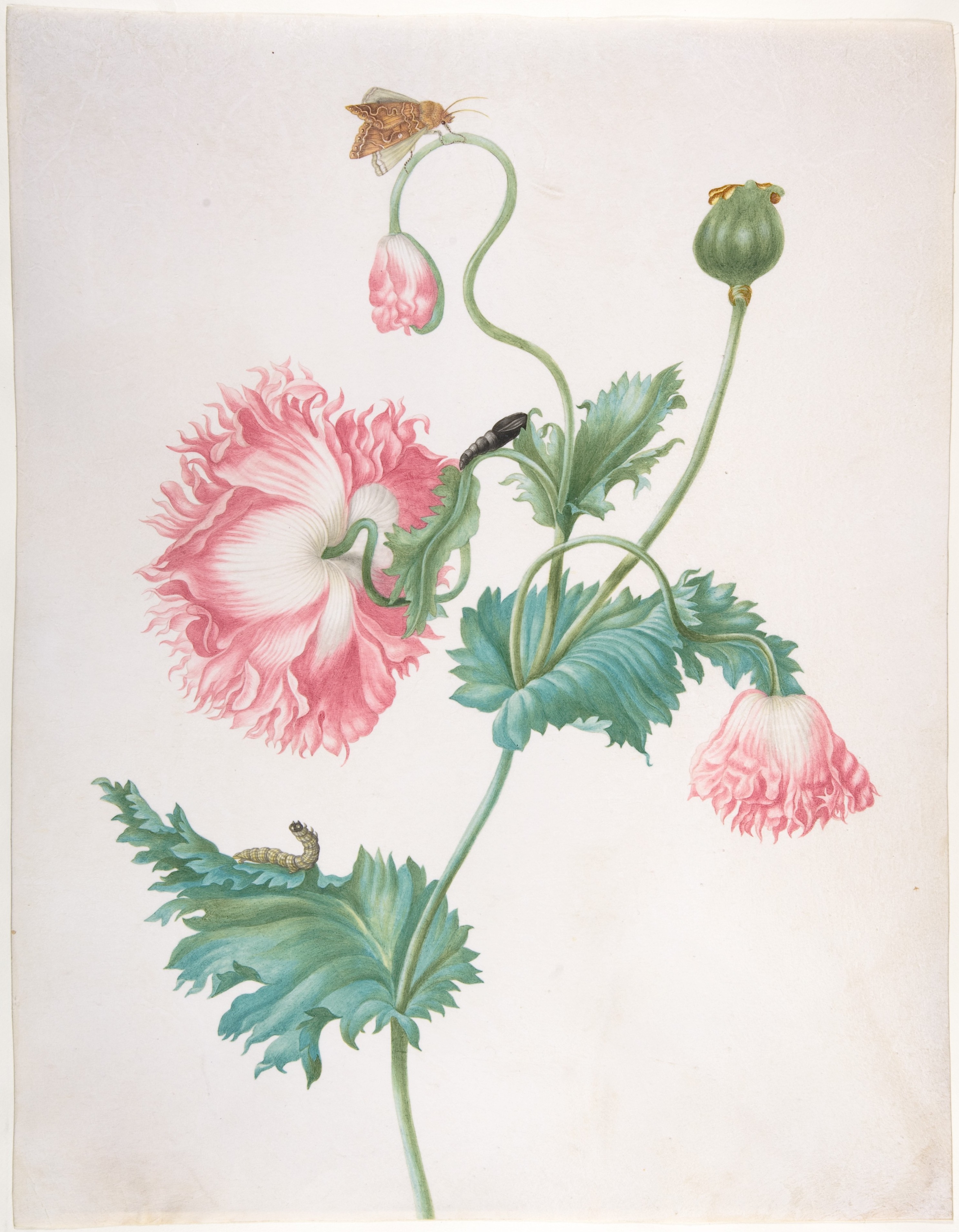 Pink Poppy Botanical Illustration