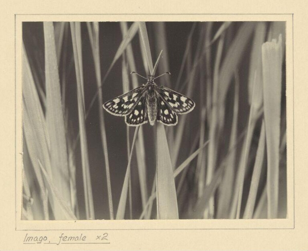 Female Imago Moth on Grass Blade
