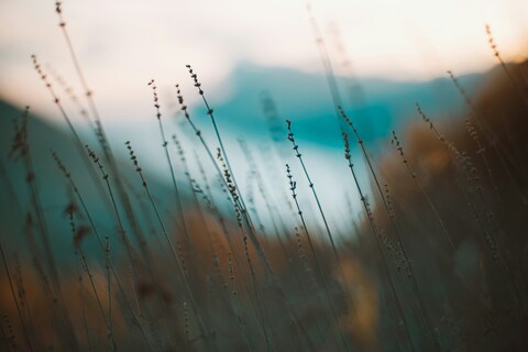 Dry Wild Grass at Dusk