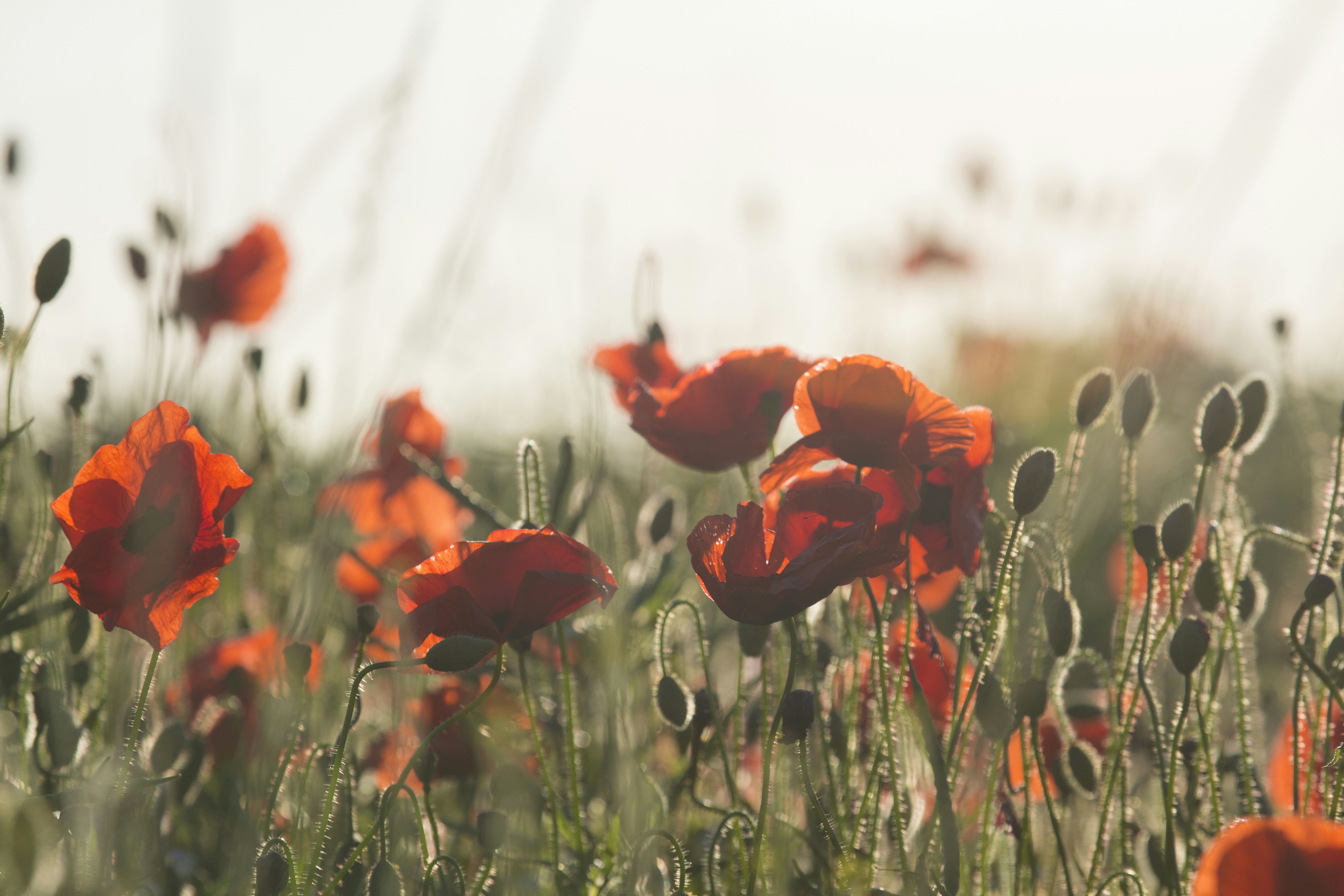Sunlit Red Poppy Field