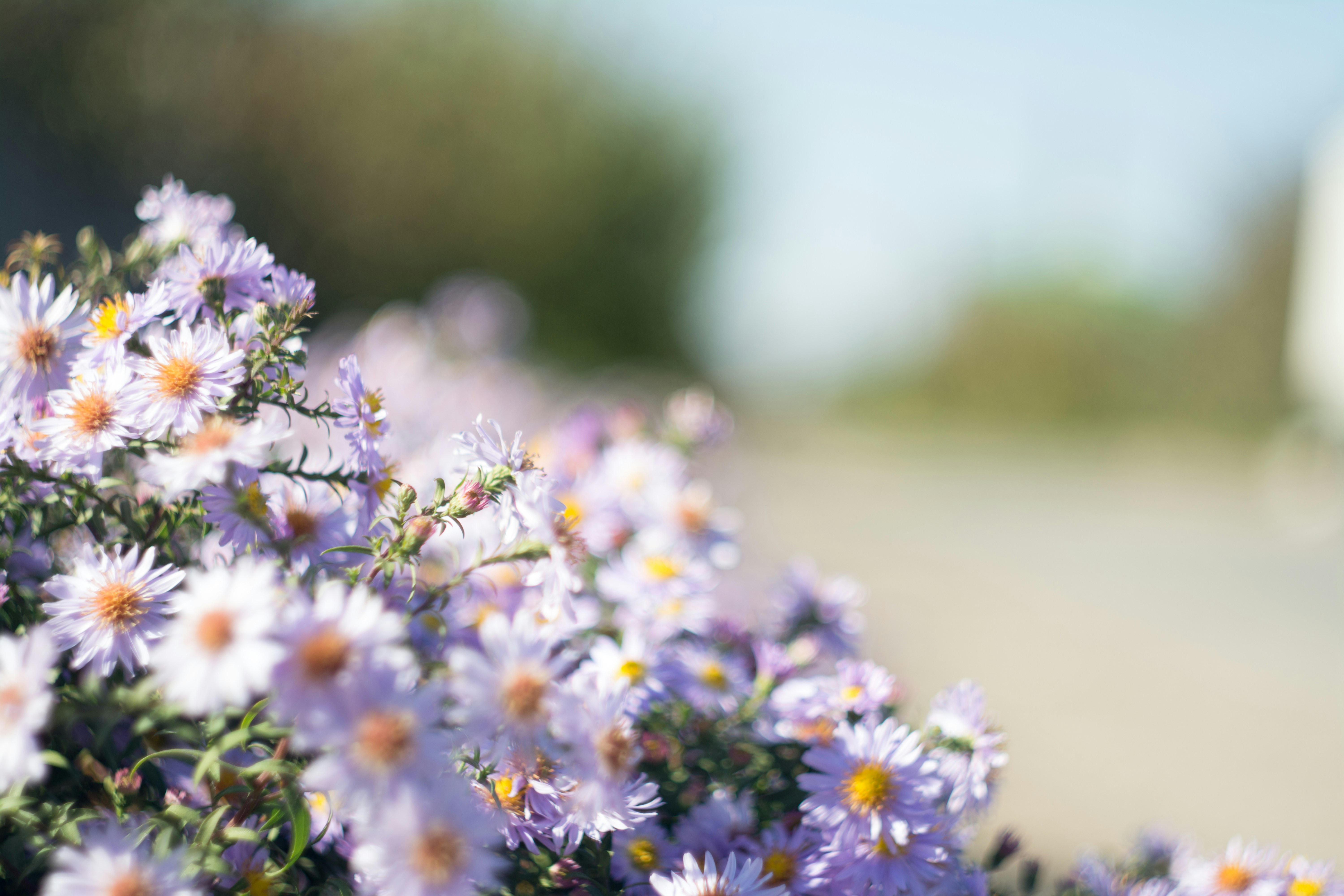 Roadside Purple Wild Asters