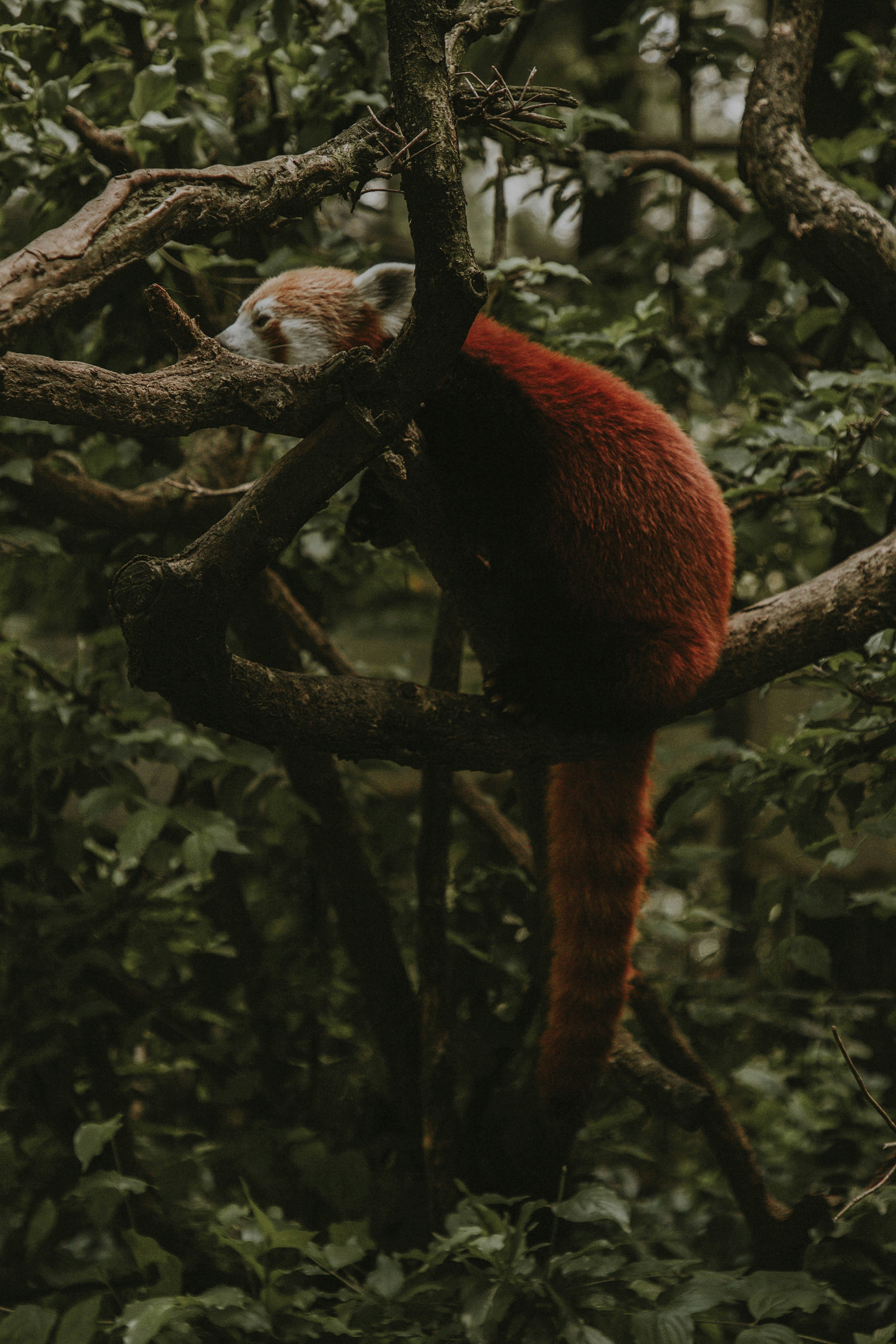 Red Panda Resting on Tree Branch