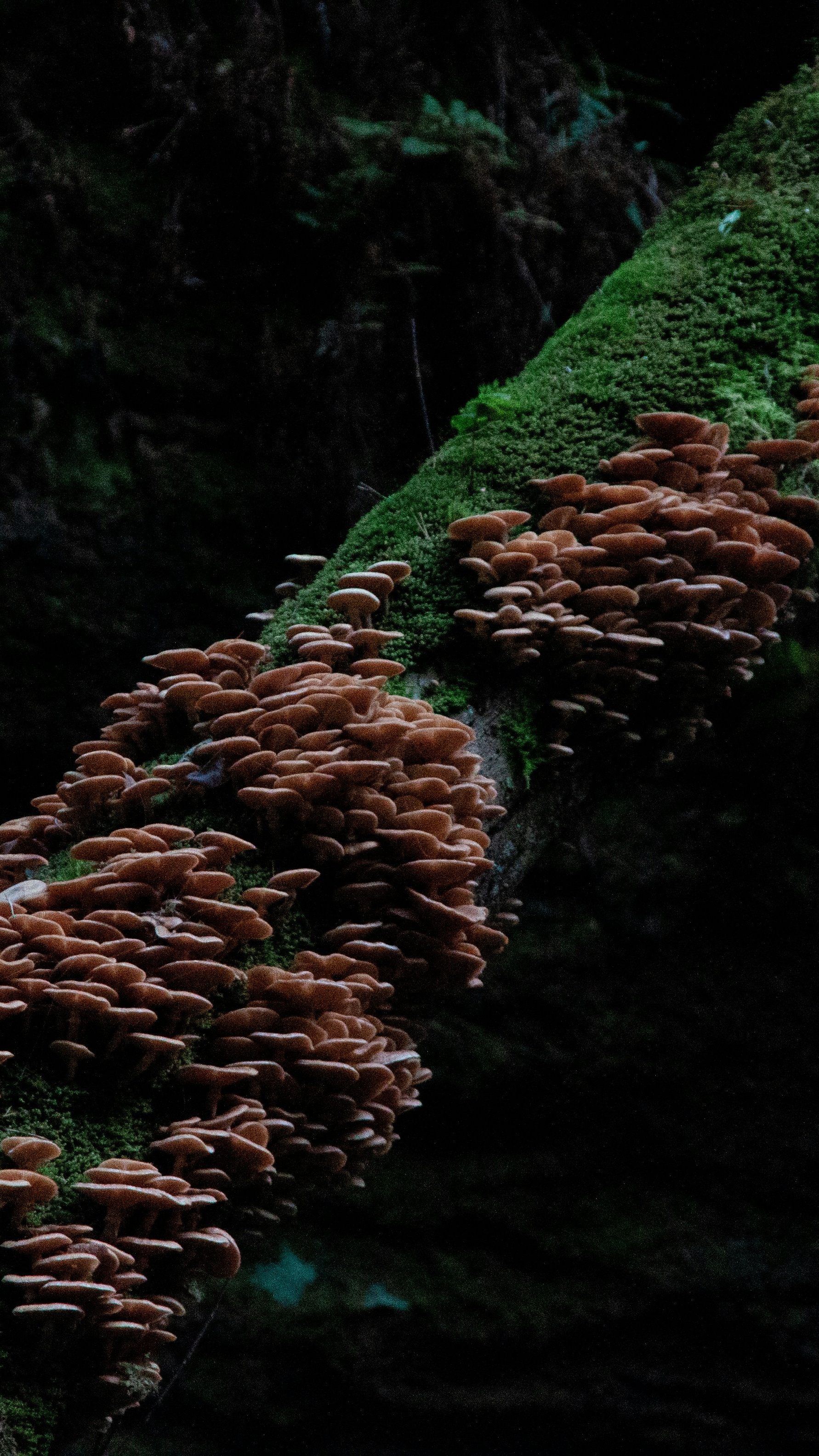 Cluster of Mushrooms on Mossy Log