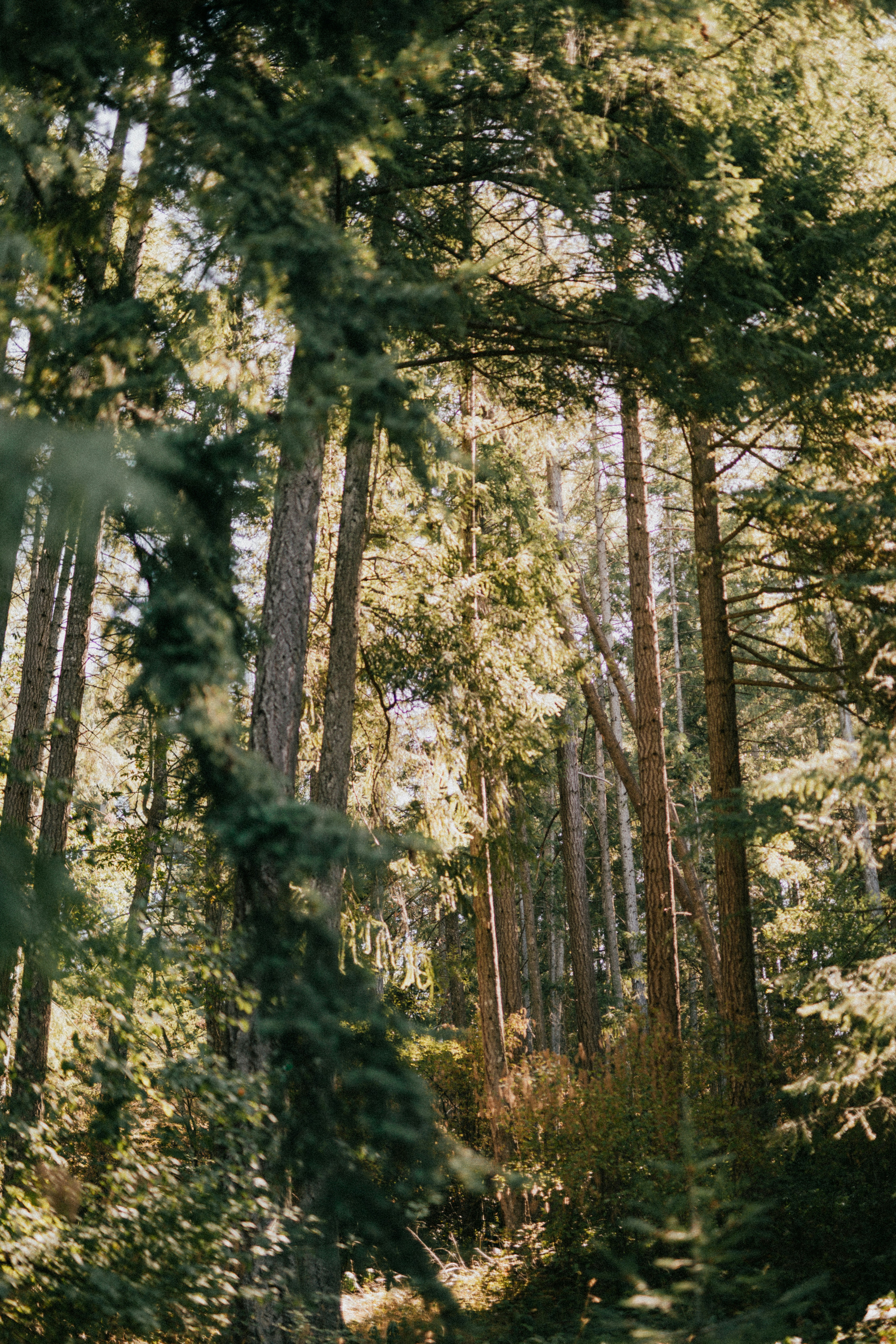 Sunlit Dense Coniferous Forest