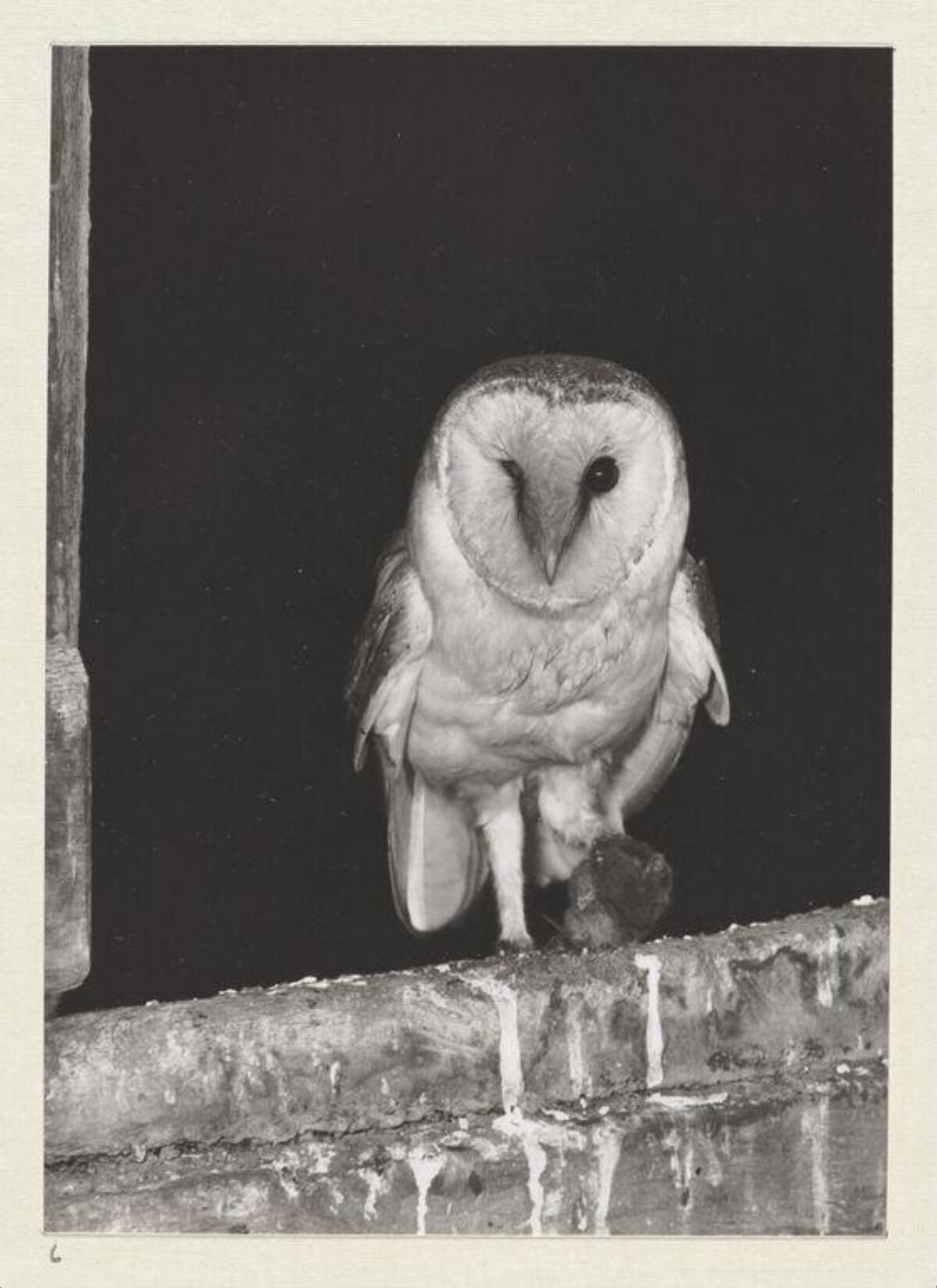 Barn Owl With Prey On Ledge