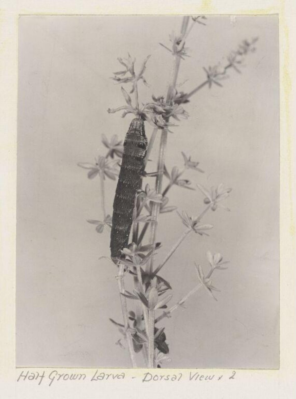 Dorsal View of Half Grown Larva