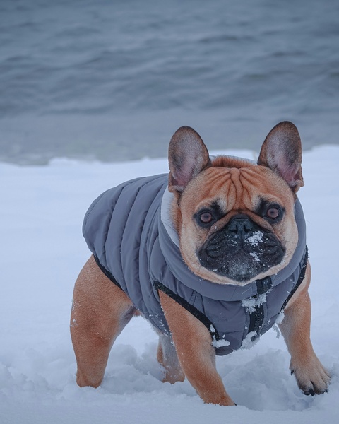 French Bulldog Standing in Snow