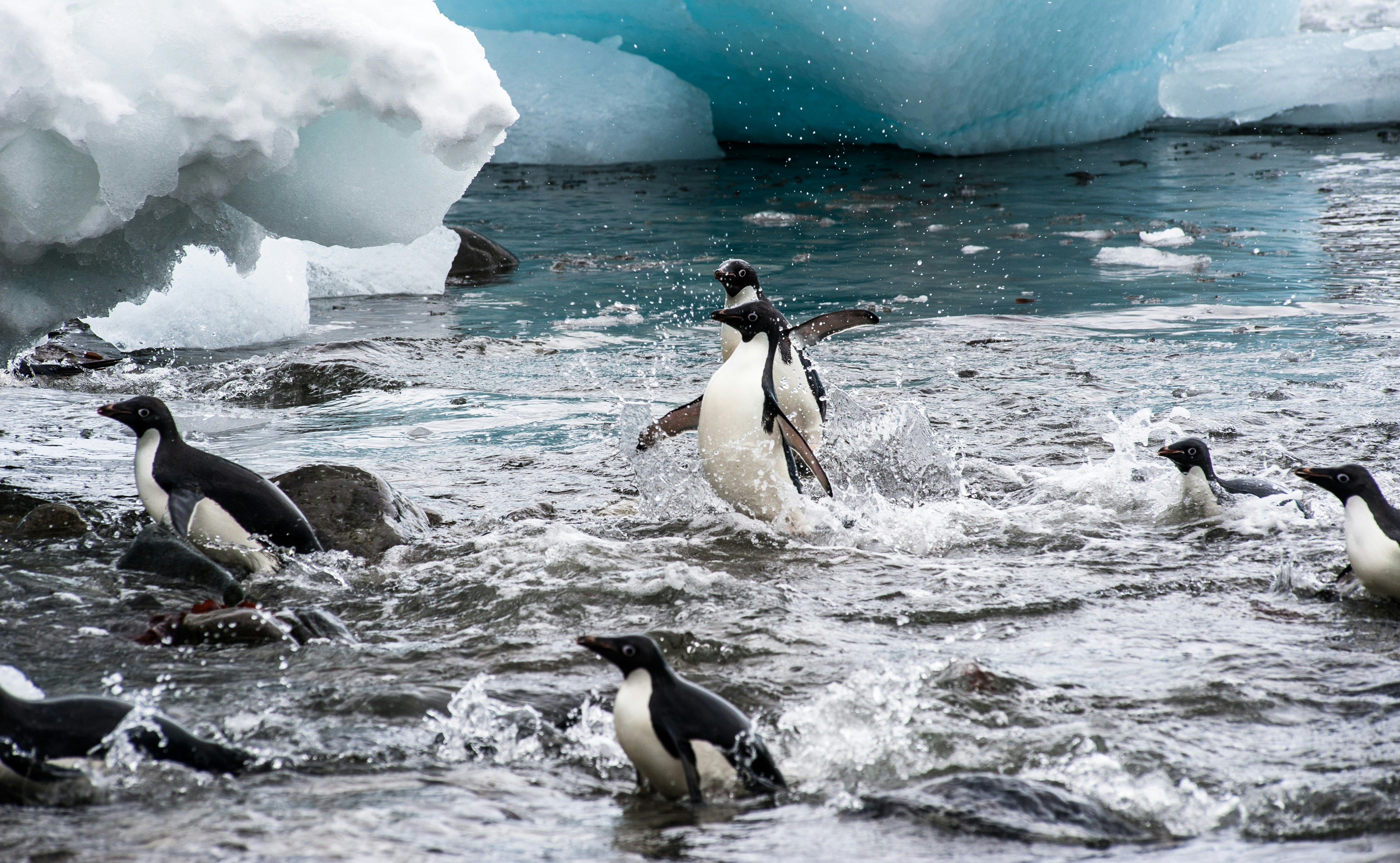 Adelie Penguins in Icy Shore Waters