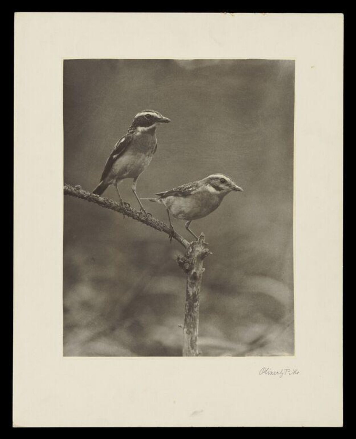 Two Birds Perched on a Branch