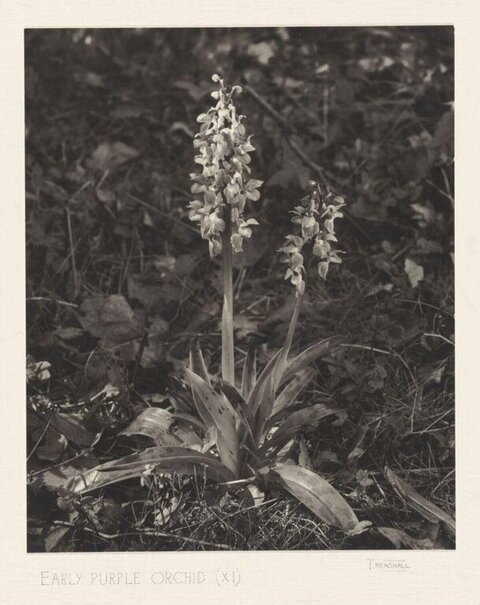 Vintage Photo of Early Purple Orchid