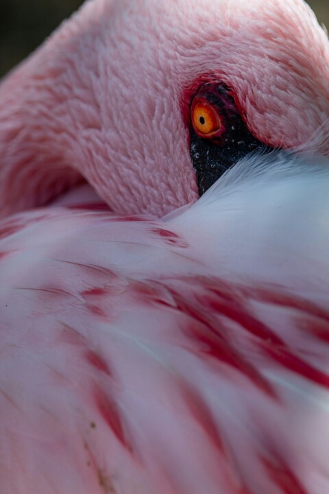 Close-up of Flamingo Eye