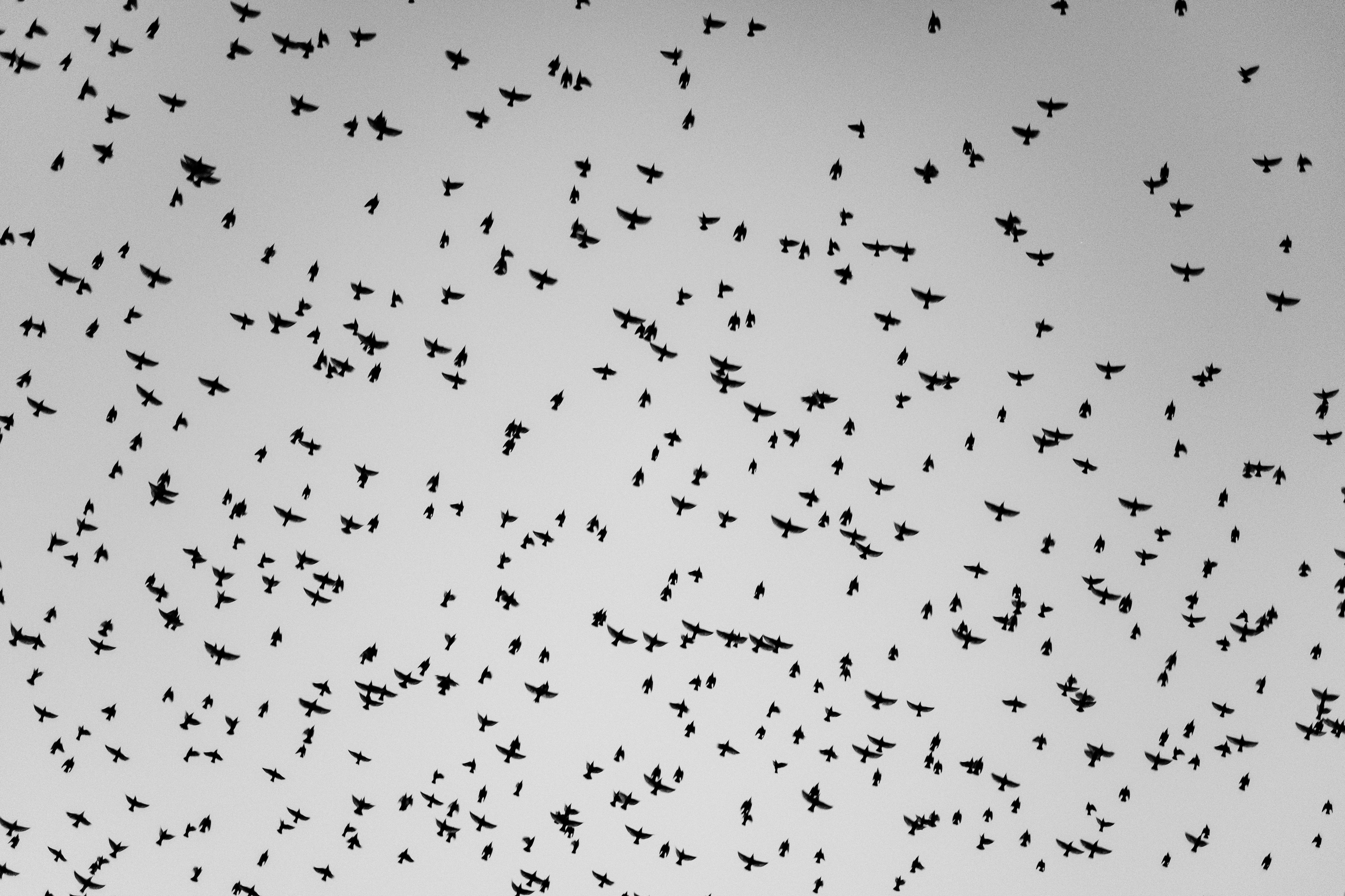 Flock of Birds Flying in Sky