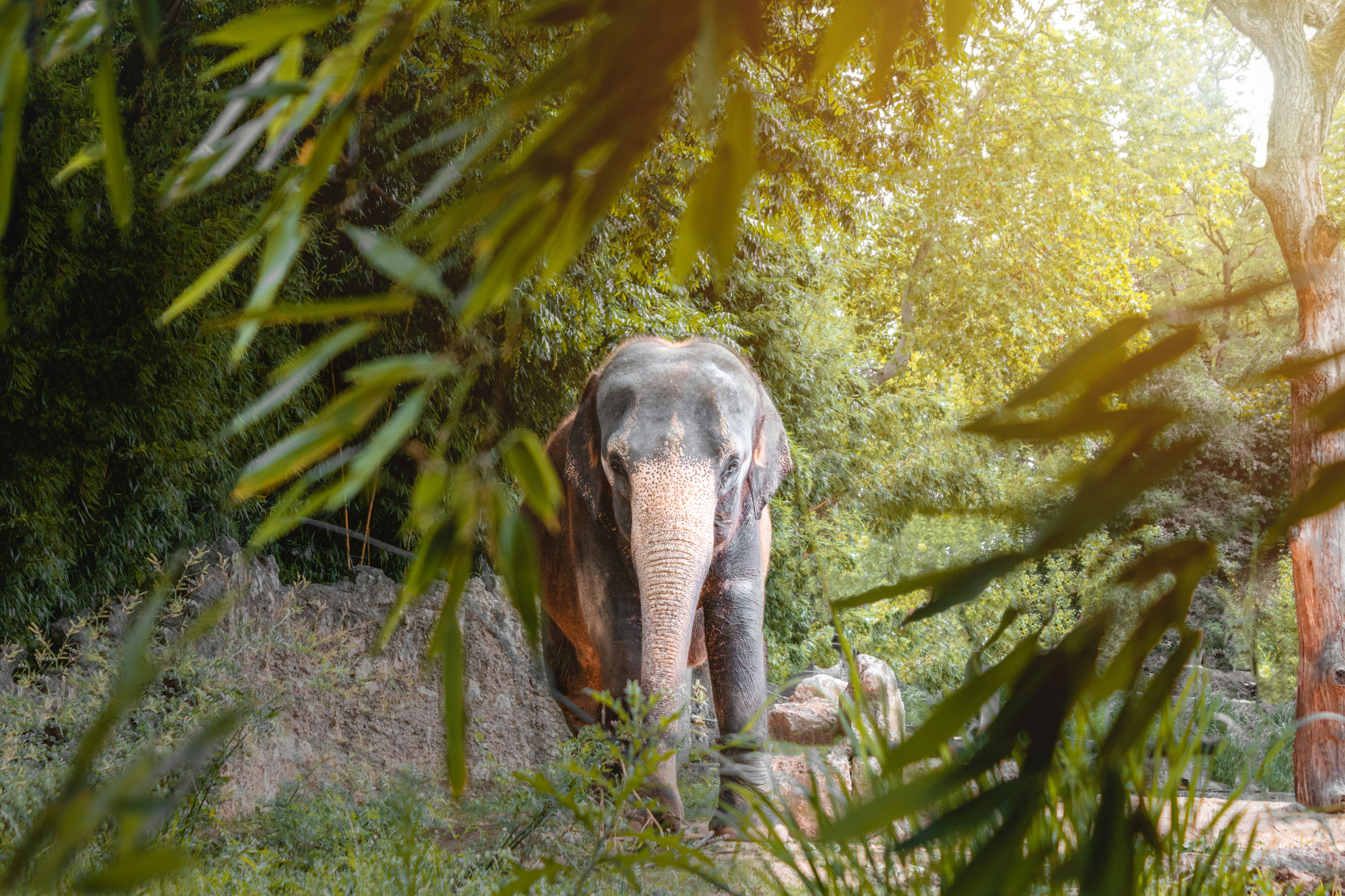 Elephant in Lush Forest Foliage