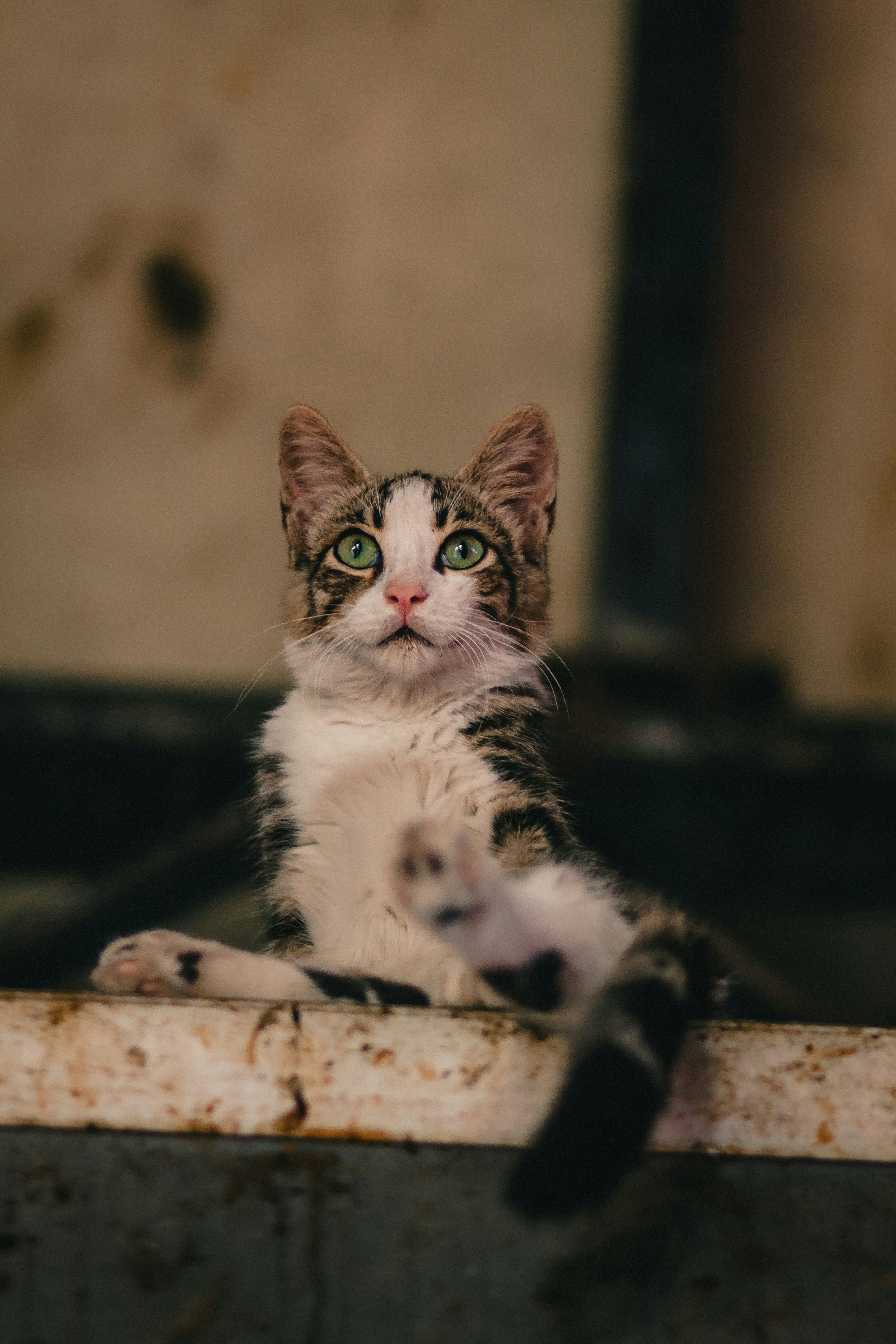 Green-eyed Tabby Kitten Looking Up