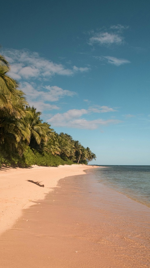 Empty Tropical Palm Beach