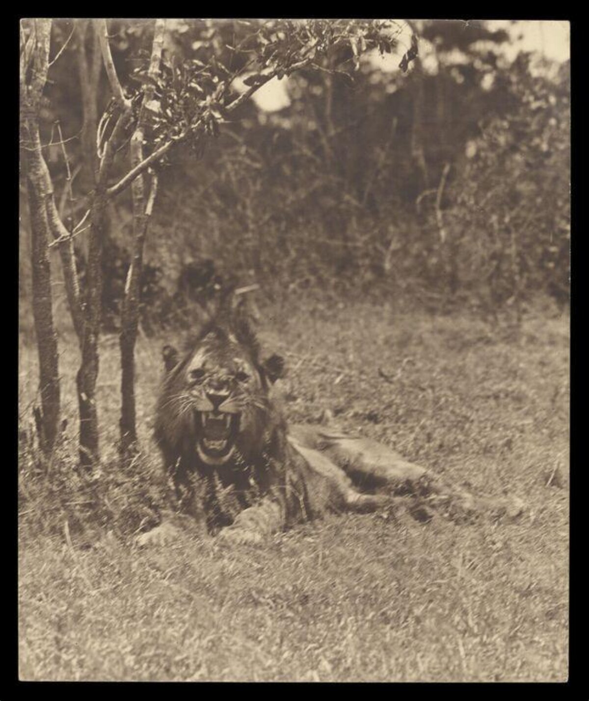 Vintage Photo of Roaring Lion — Animal Encyclopedia