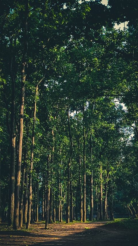 Dirt Path Through Dense Forest