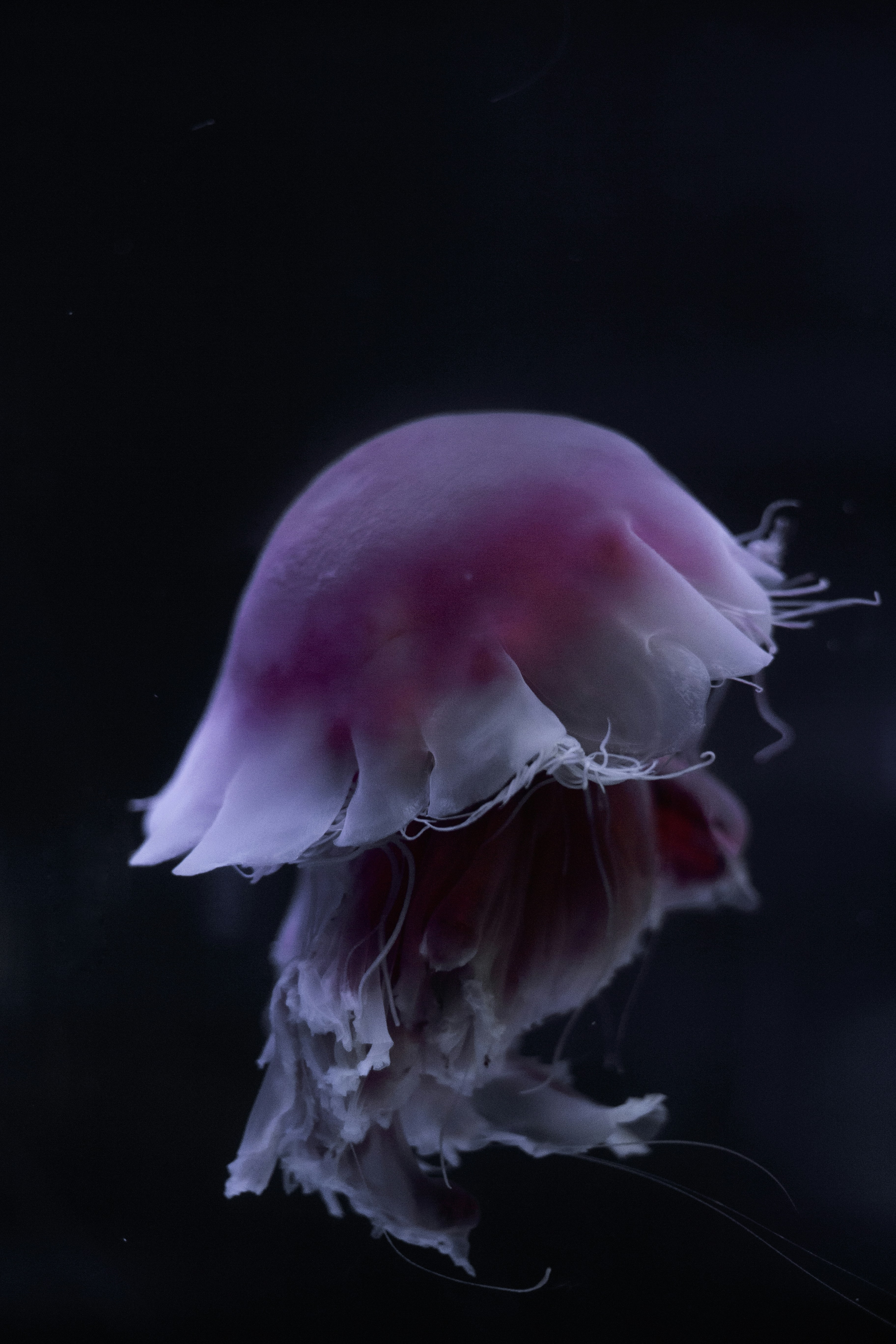 Purple Jellyfish in Dark Water