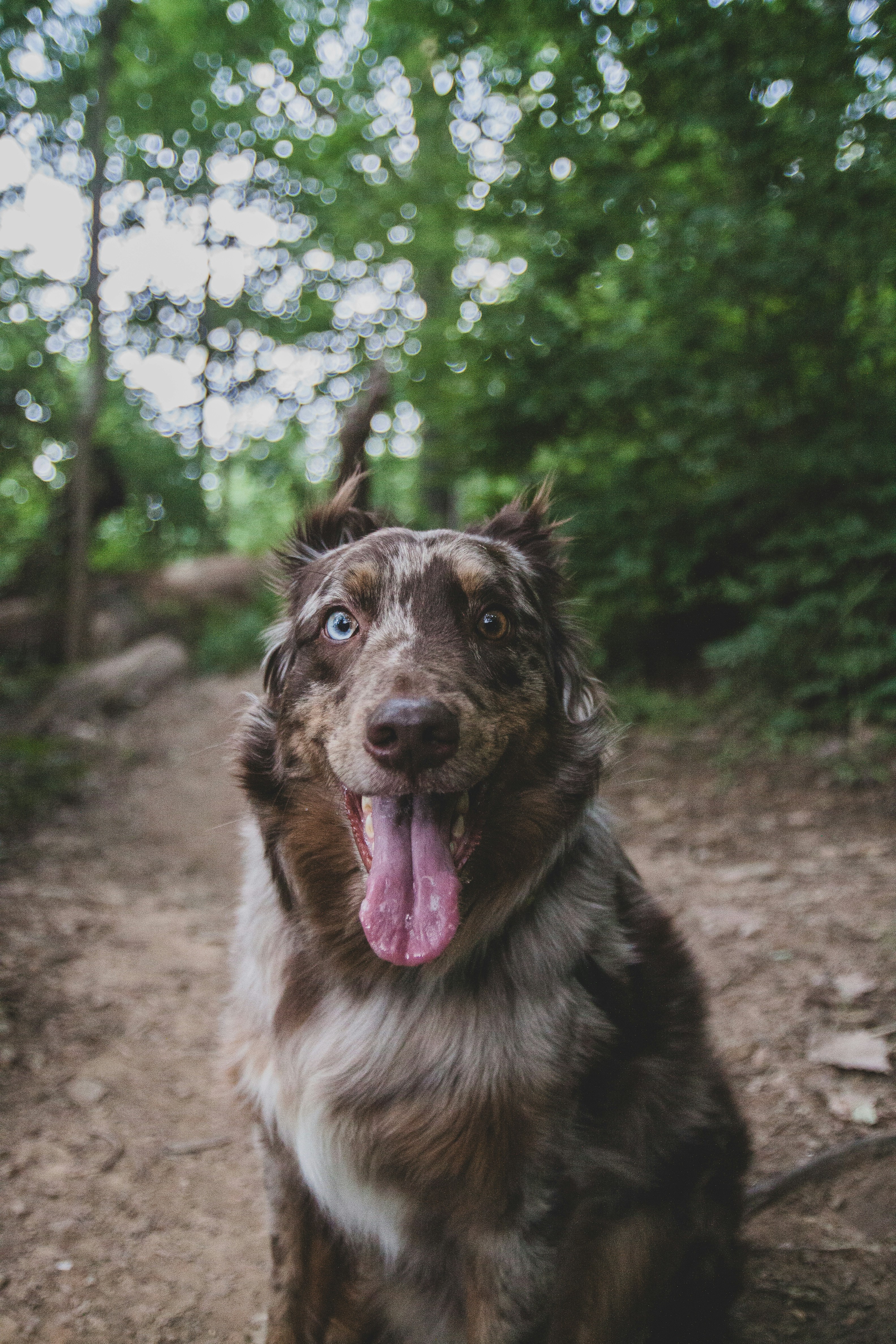 Happy Heterochromia Dog on Forest Trail — Phone Backgrounds