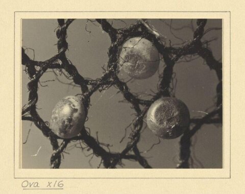 16x Magnified Spider Eggs