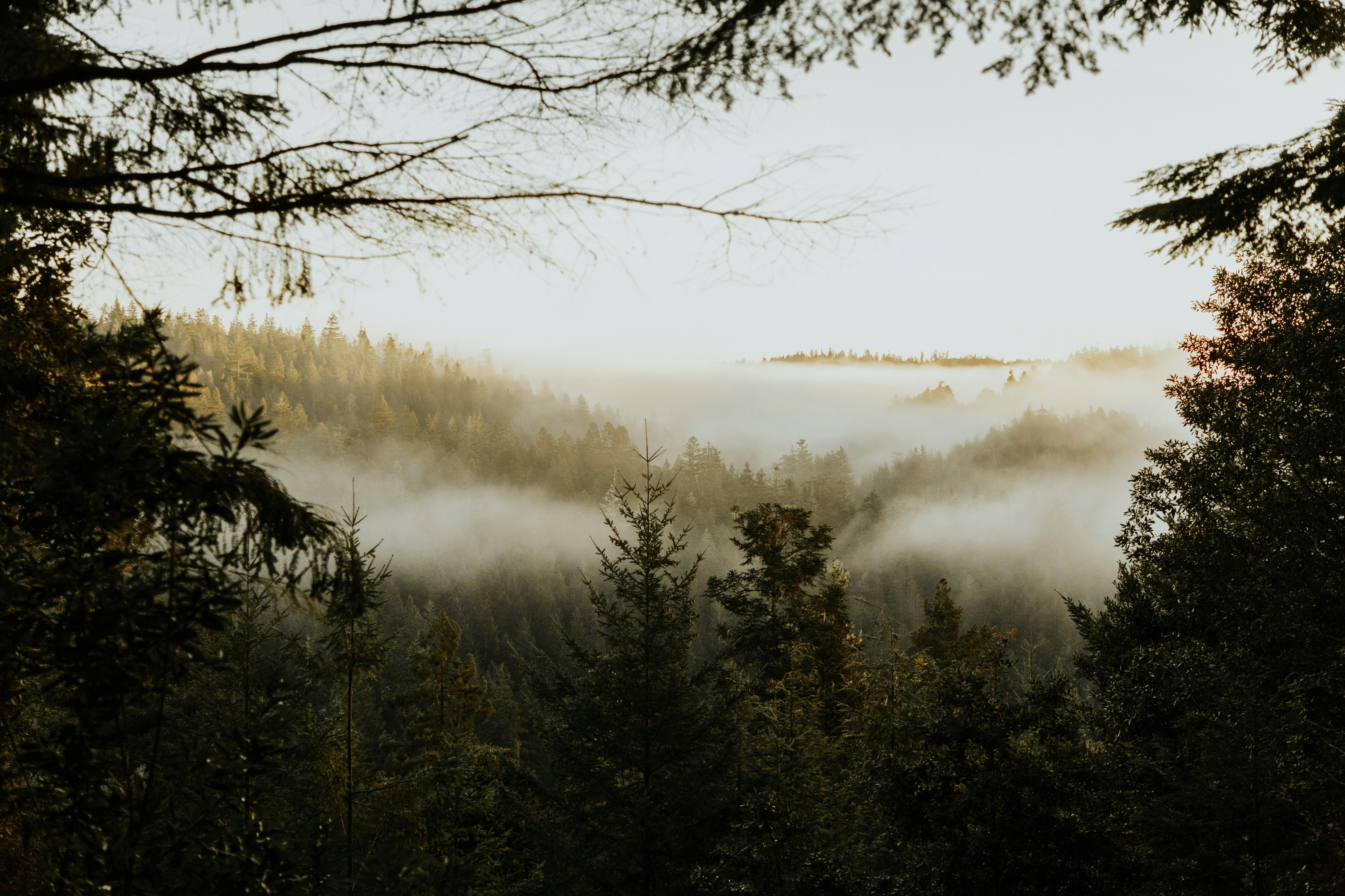 Misty Mountain Forest View