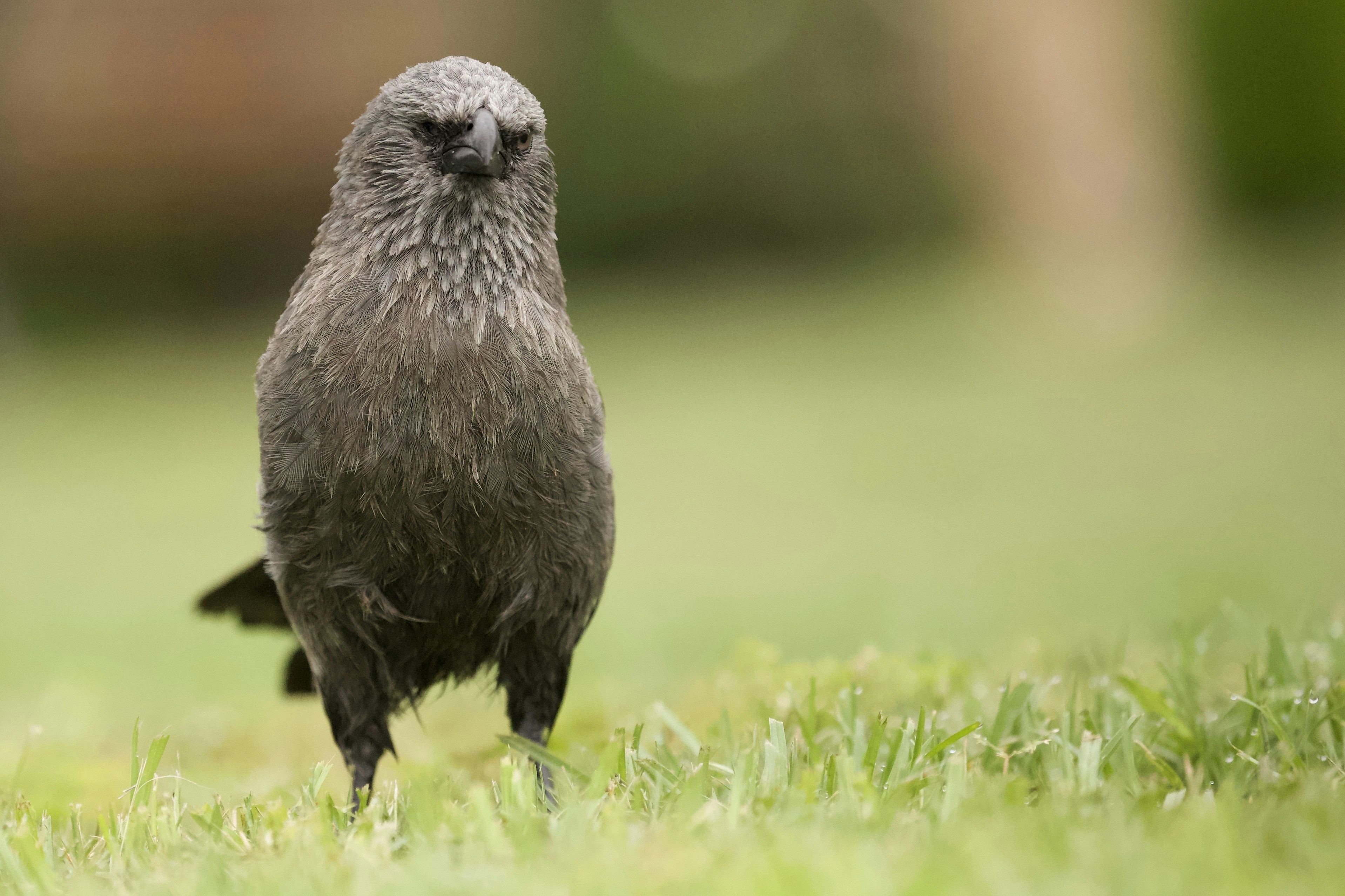 Grey Bird Standing On Green Grass