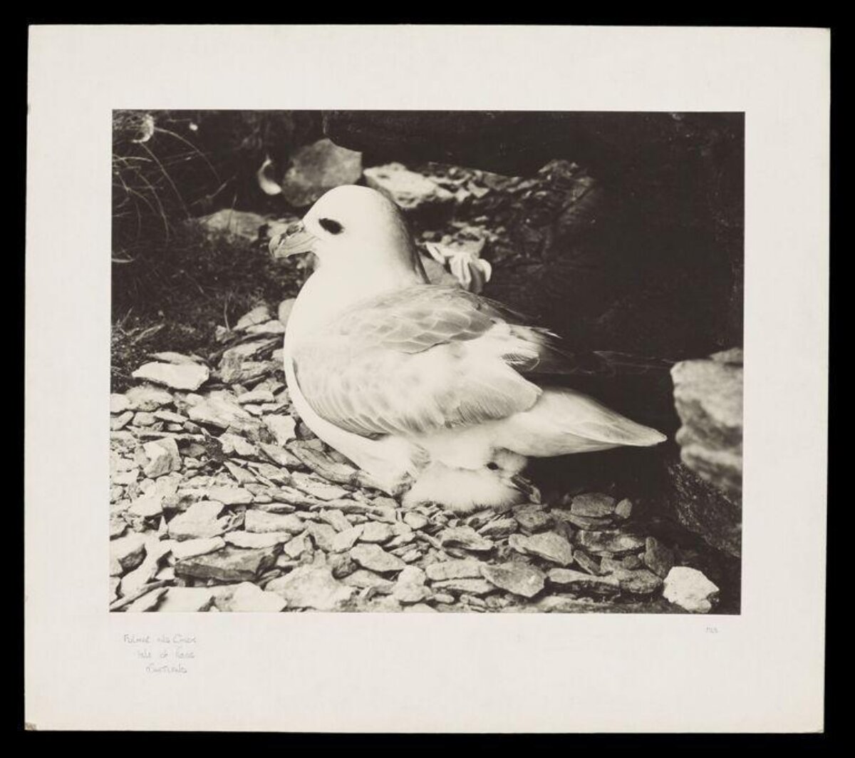 Fulmar and Chick at Nesting Site