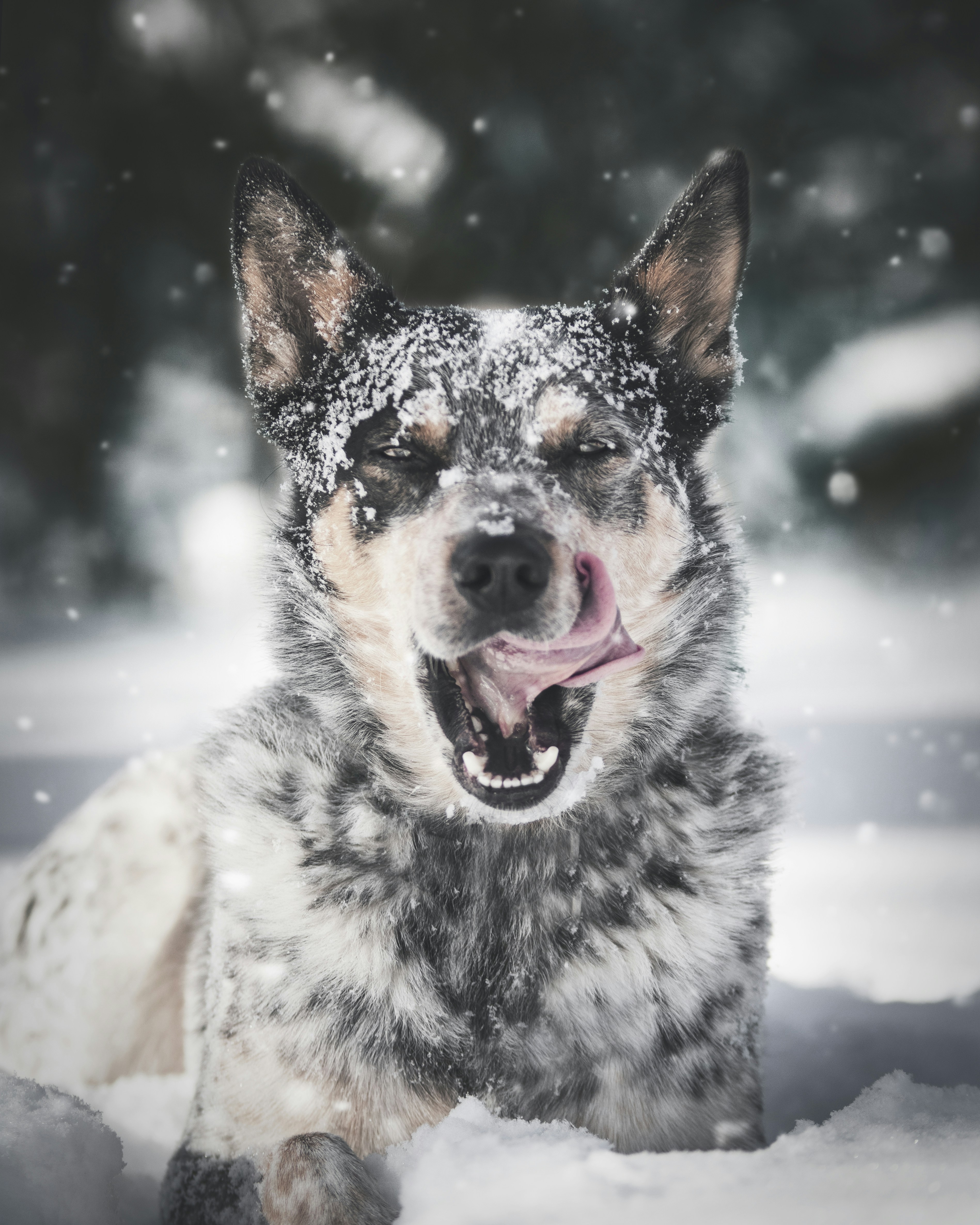 Blue Heeler Dog in Snow