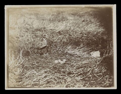Vintage Photo of Bird at Nest