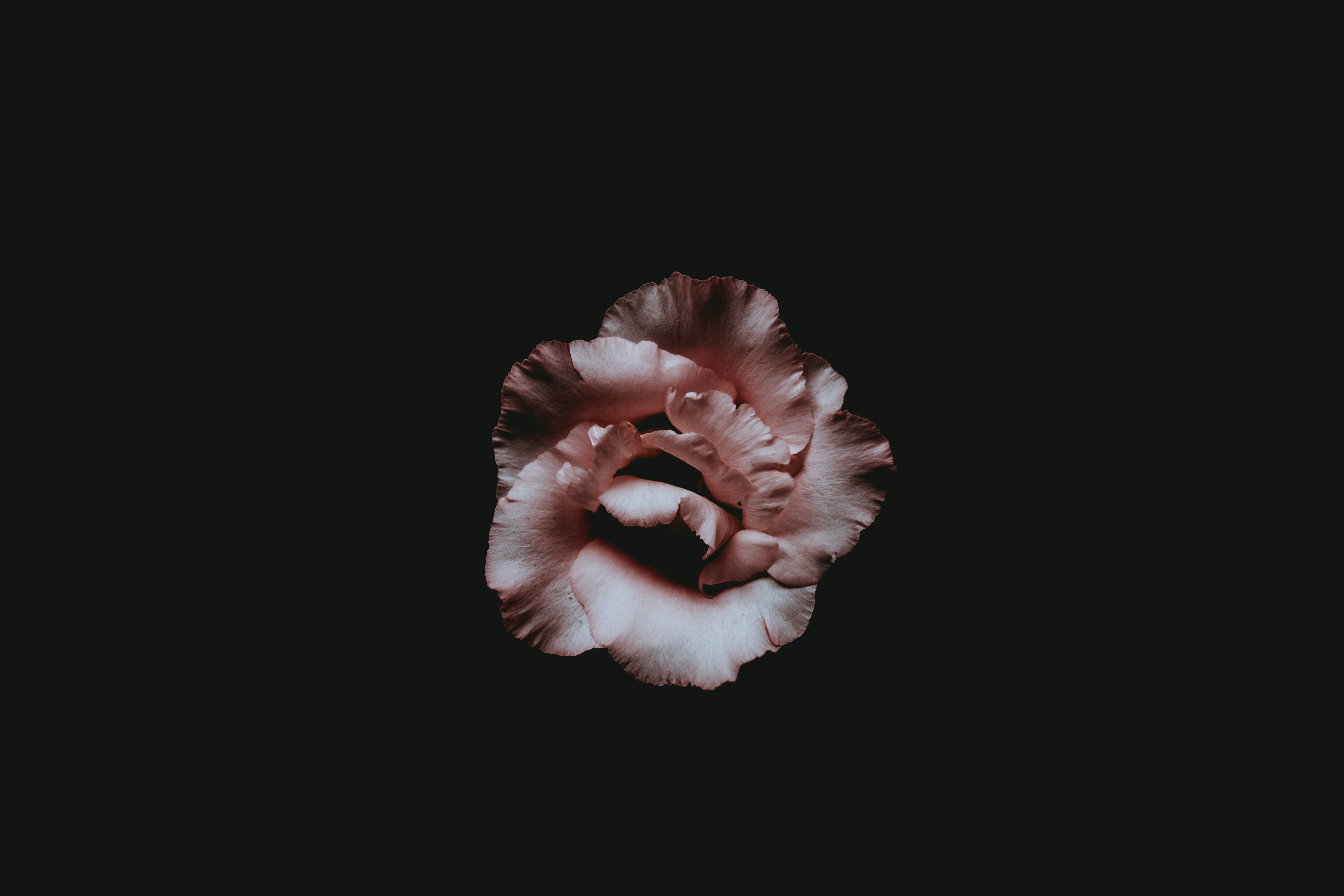 Pink Flower on Black Background
