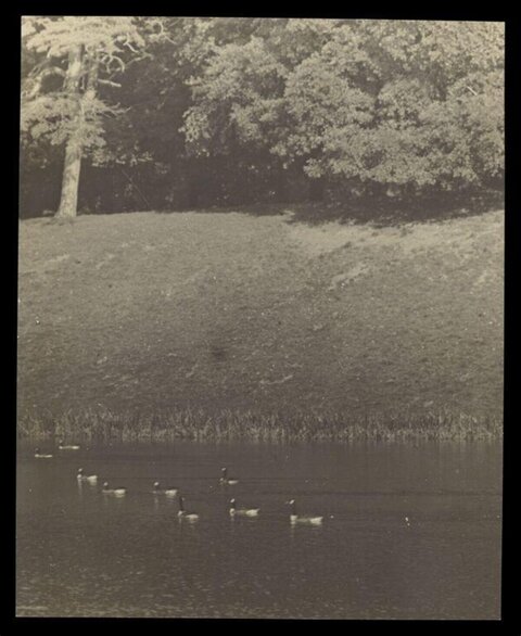 Ducks Swimming on Country Lake
