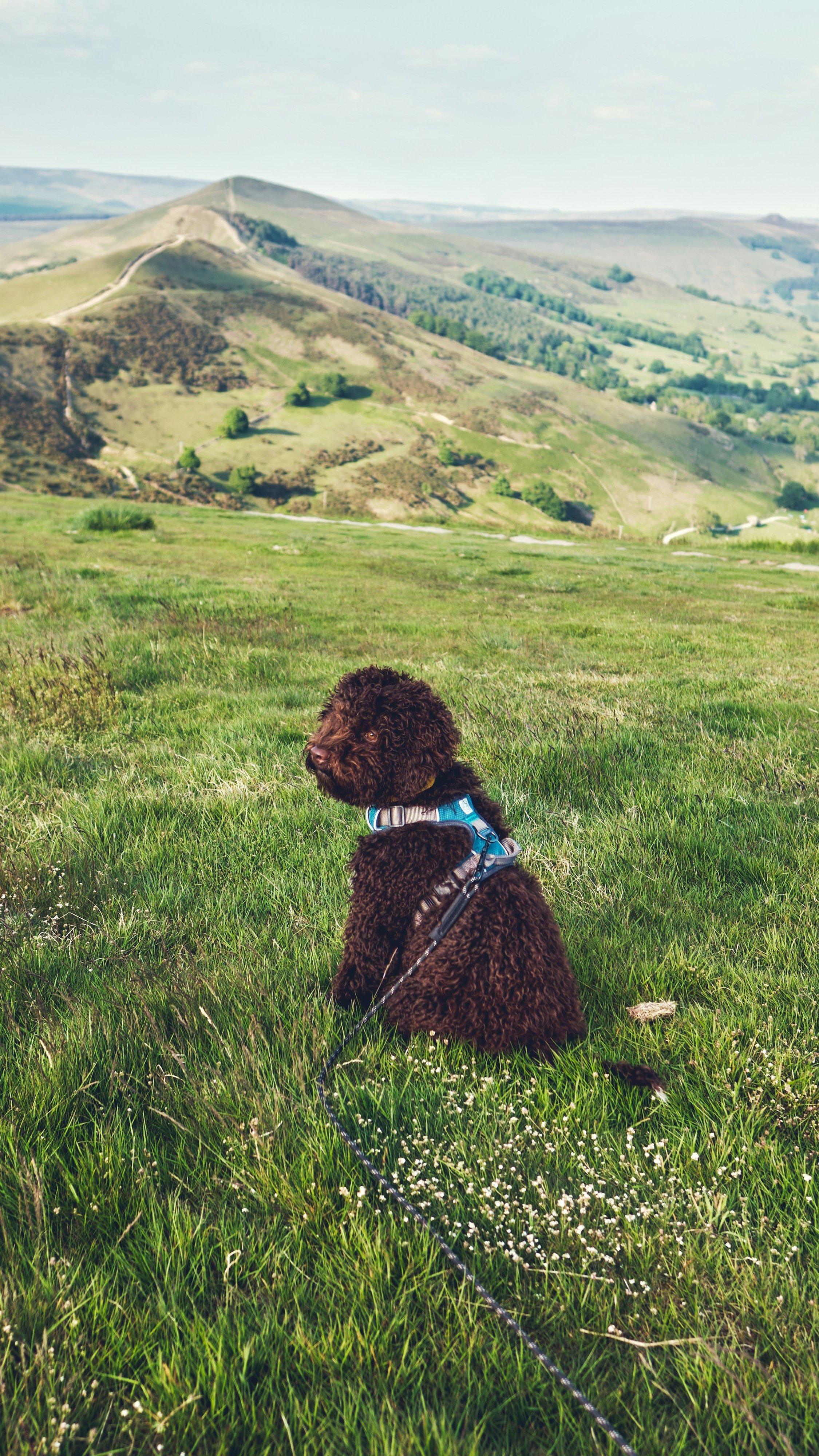 Brown Curly Dog on Grassy Hillside
