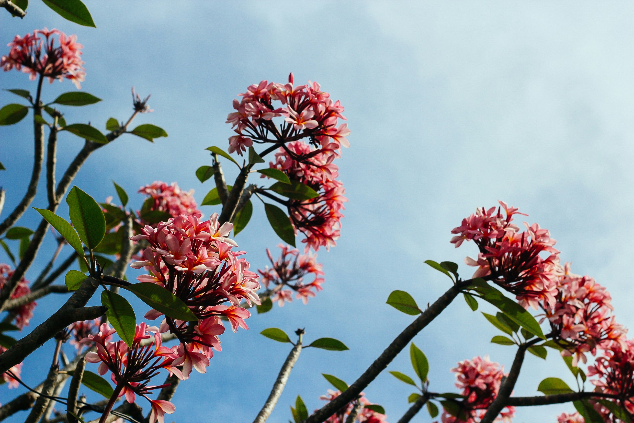 Pink Plumeria Under Blue Sky