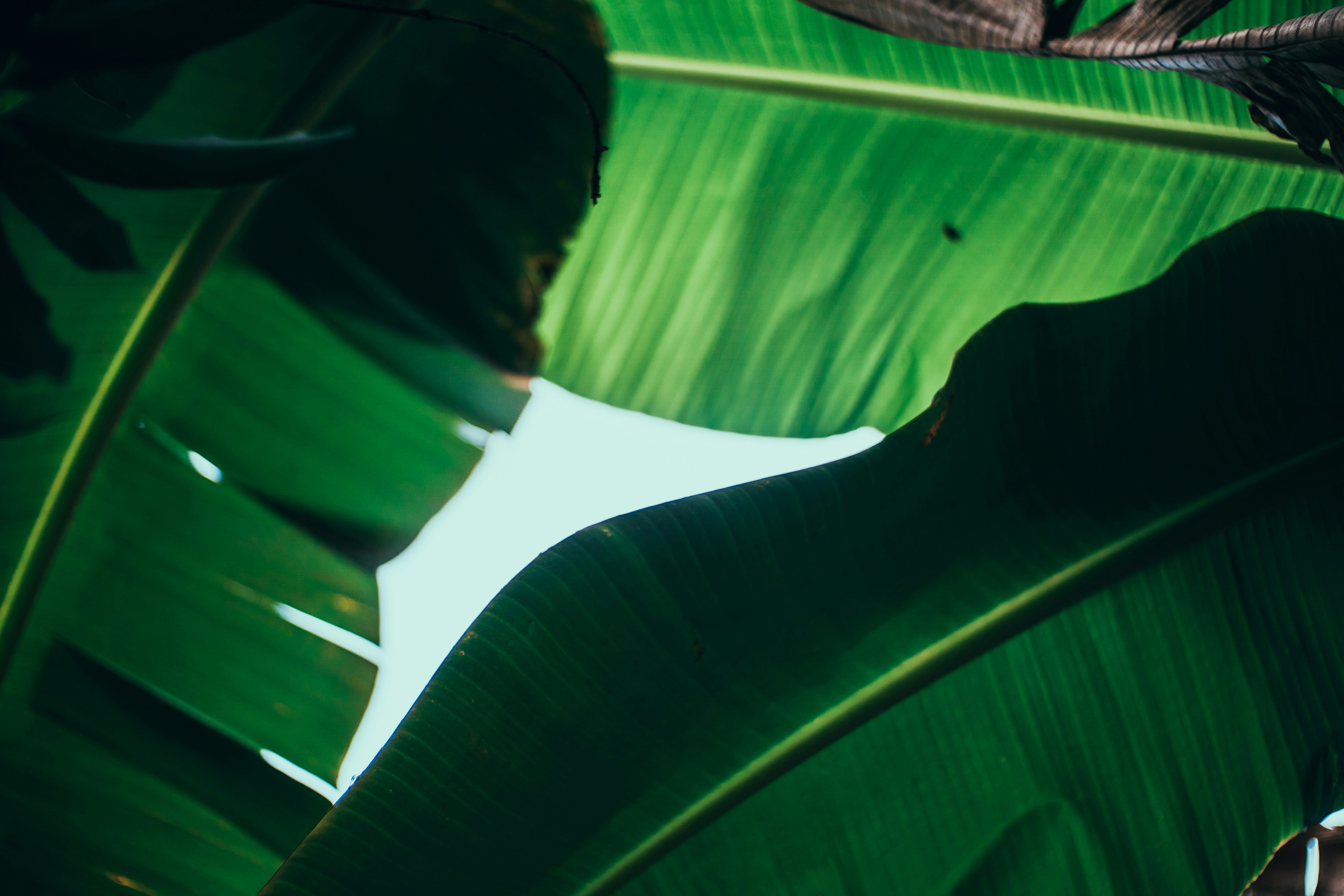 Close Up of Overlapping Banana Leaves — Plant Encyclopedia