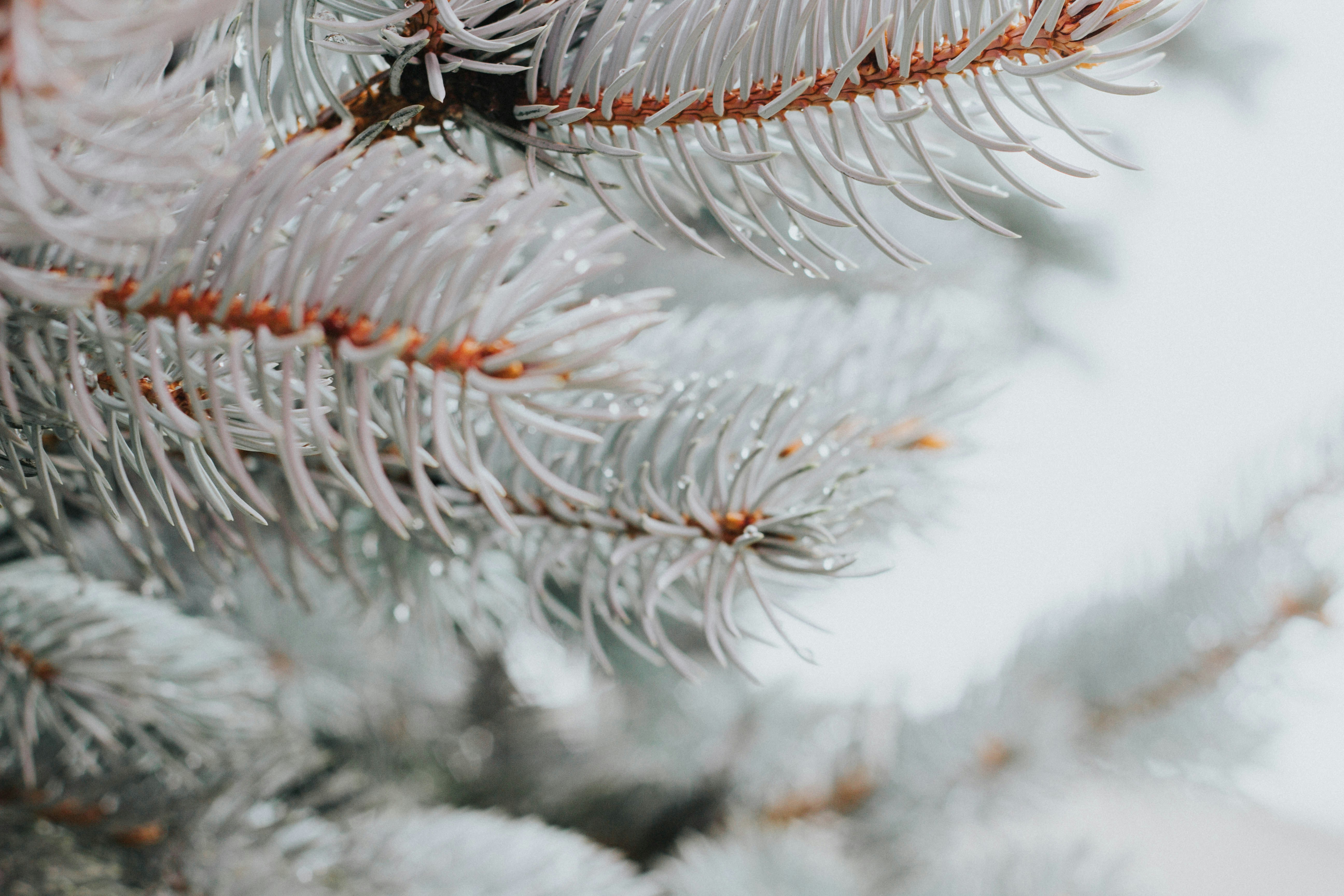 Close-up of Frosty Blue Spruce Branches