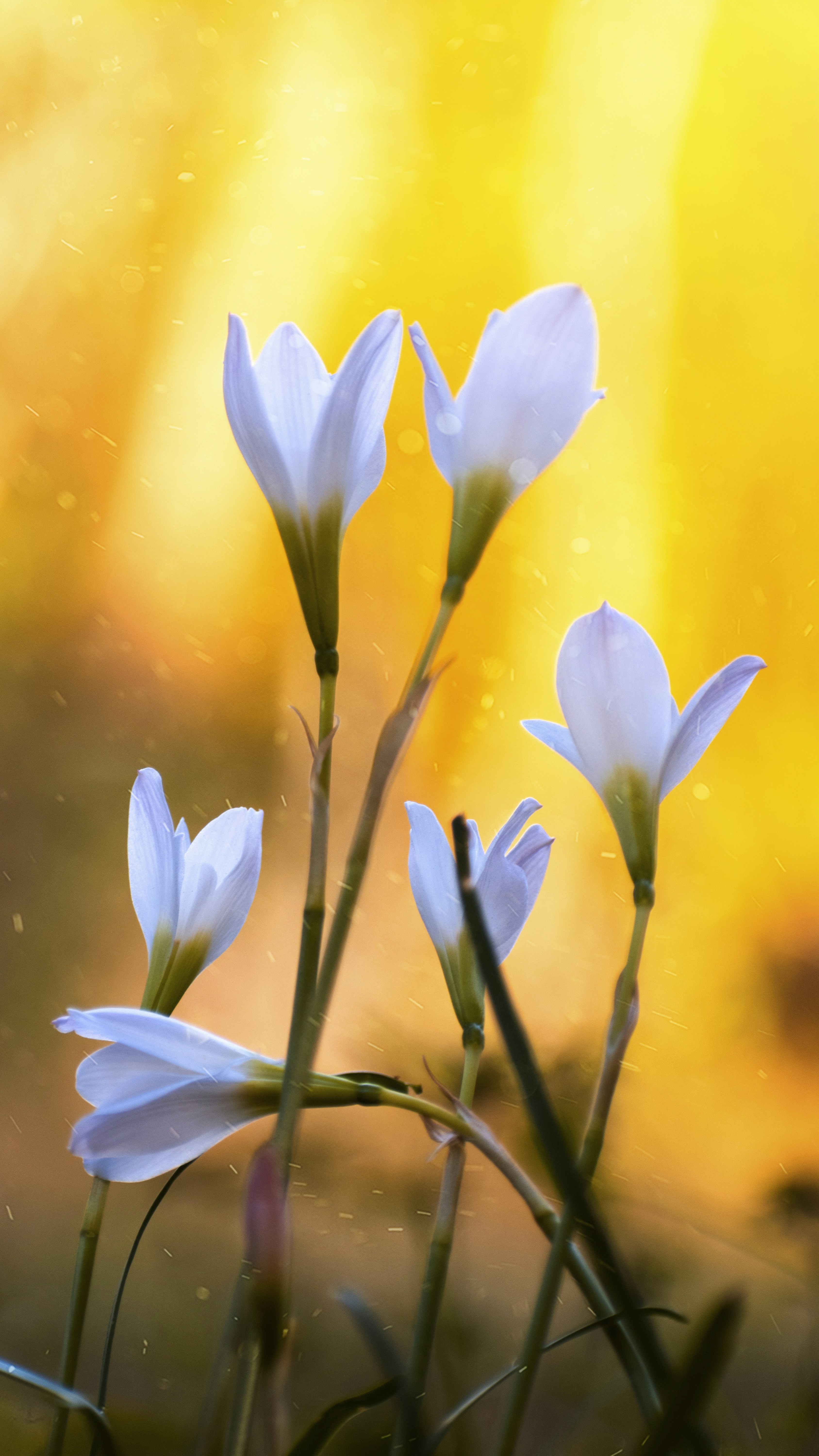 Wallpapers