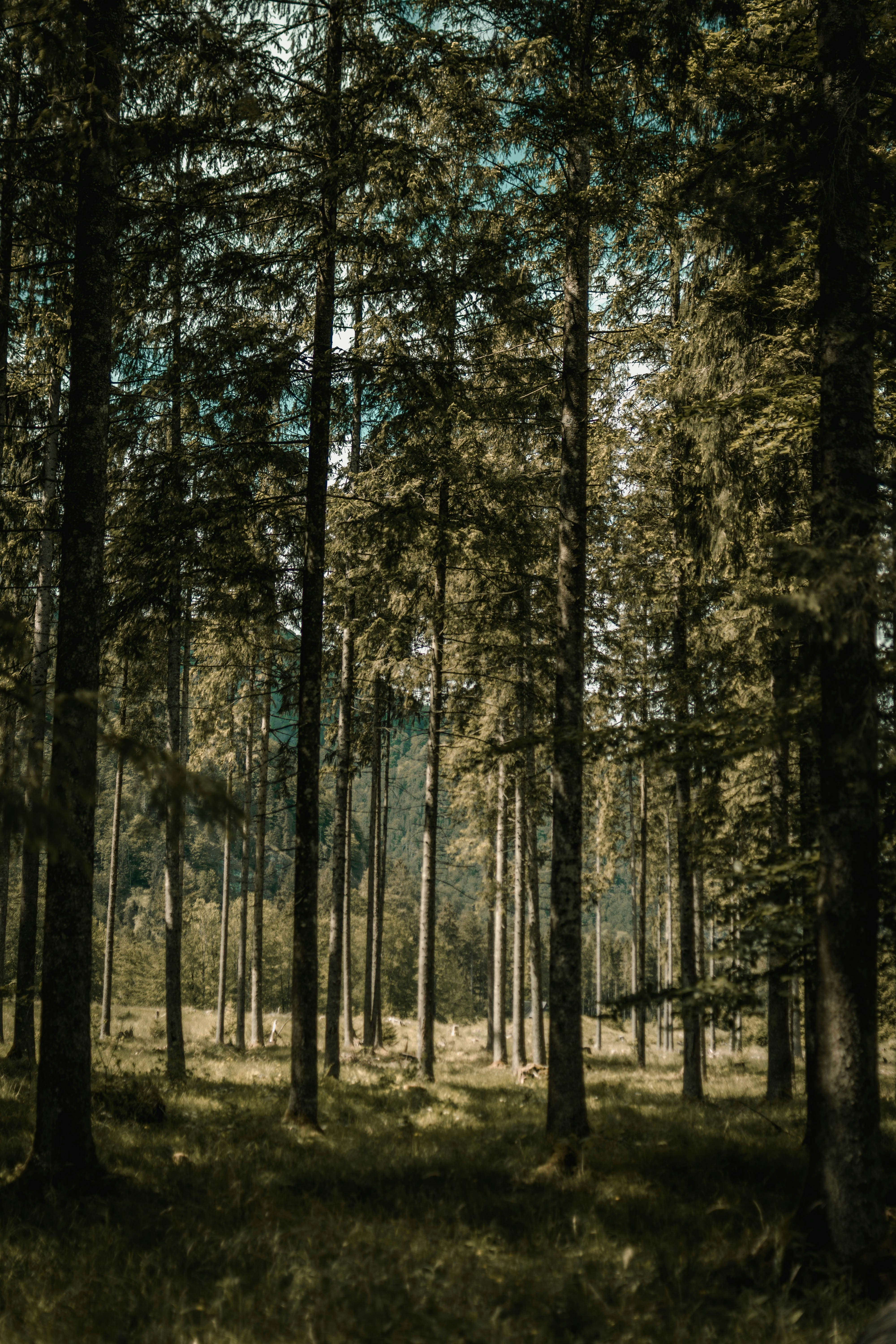 Sunlit Coniferous Forest