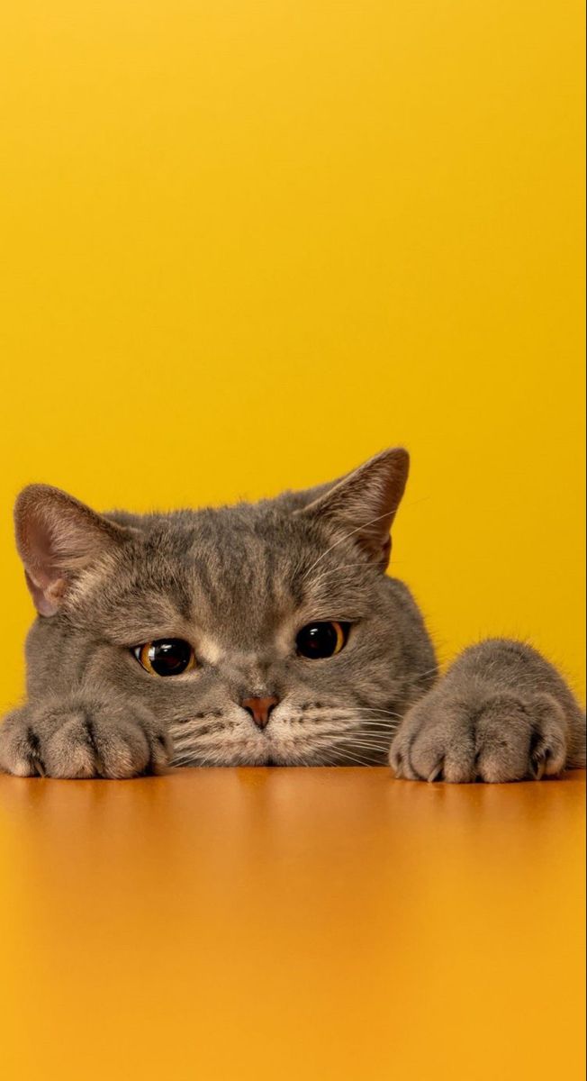 Gray Cat Peeking Over Table