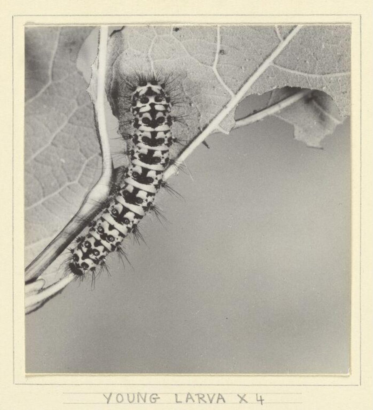 Young Caterpillar Larva on Leaf