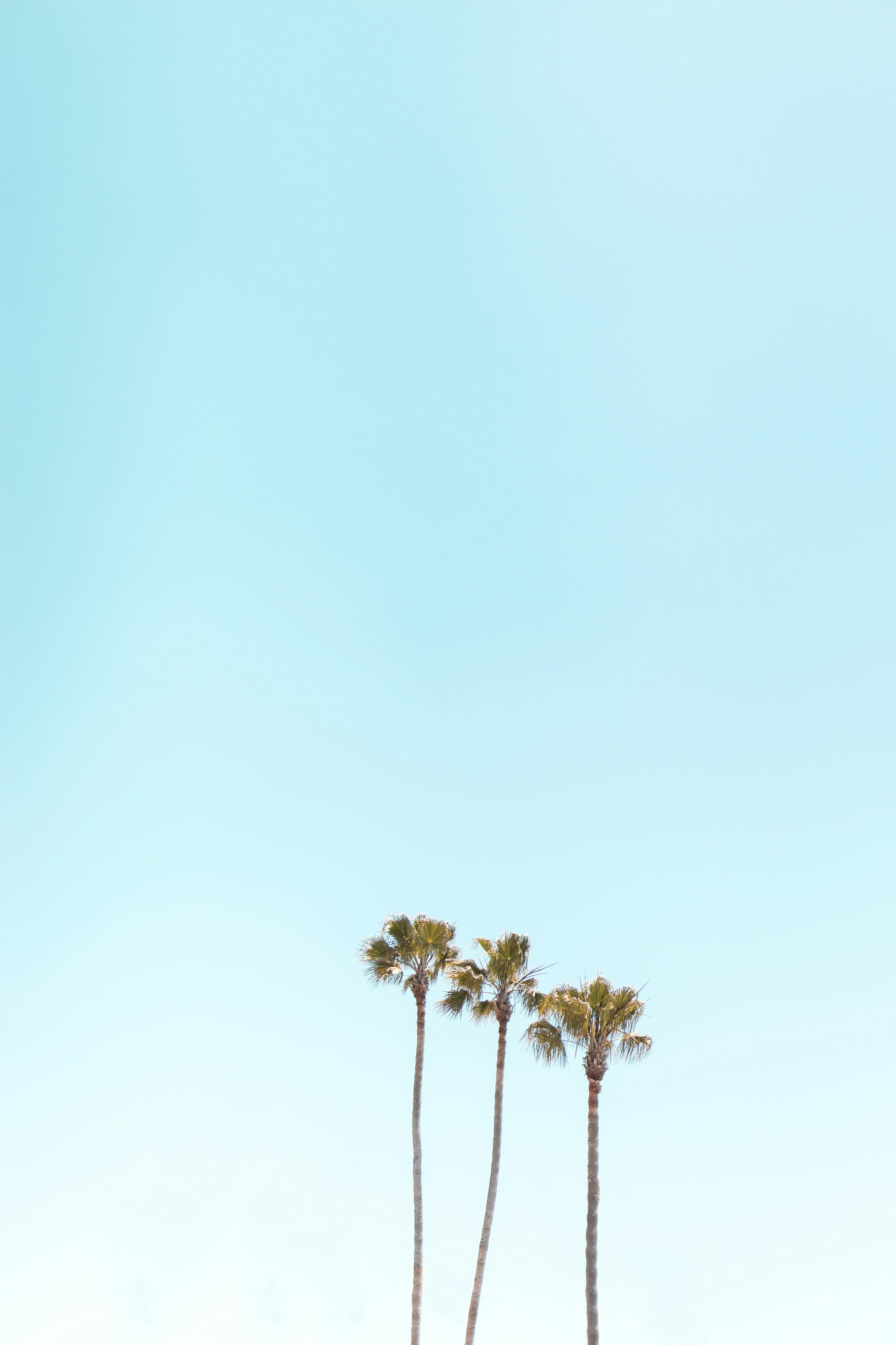 Three Palm Trees Under Clear Sky