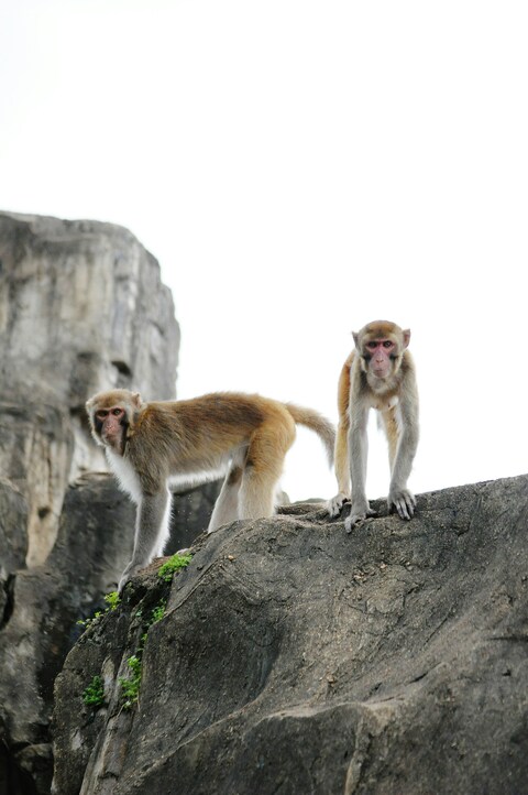 Two Monkeys on Rocky Cliff