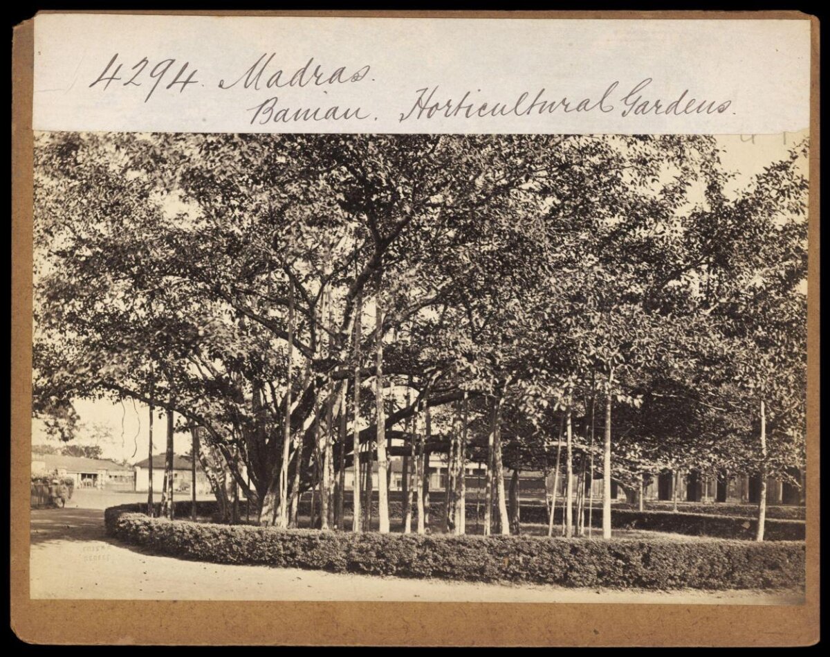 Banyan Tree in Madras Horticultural Garden