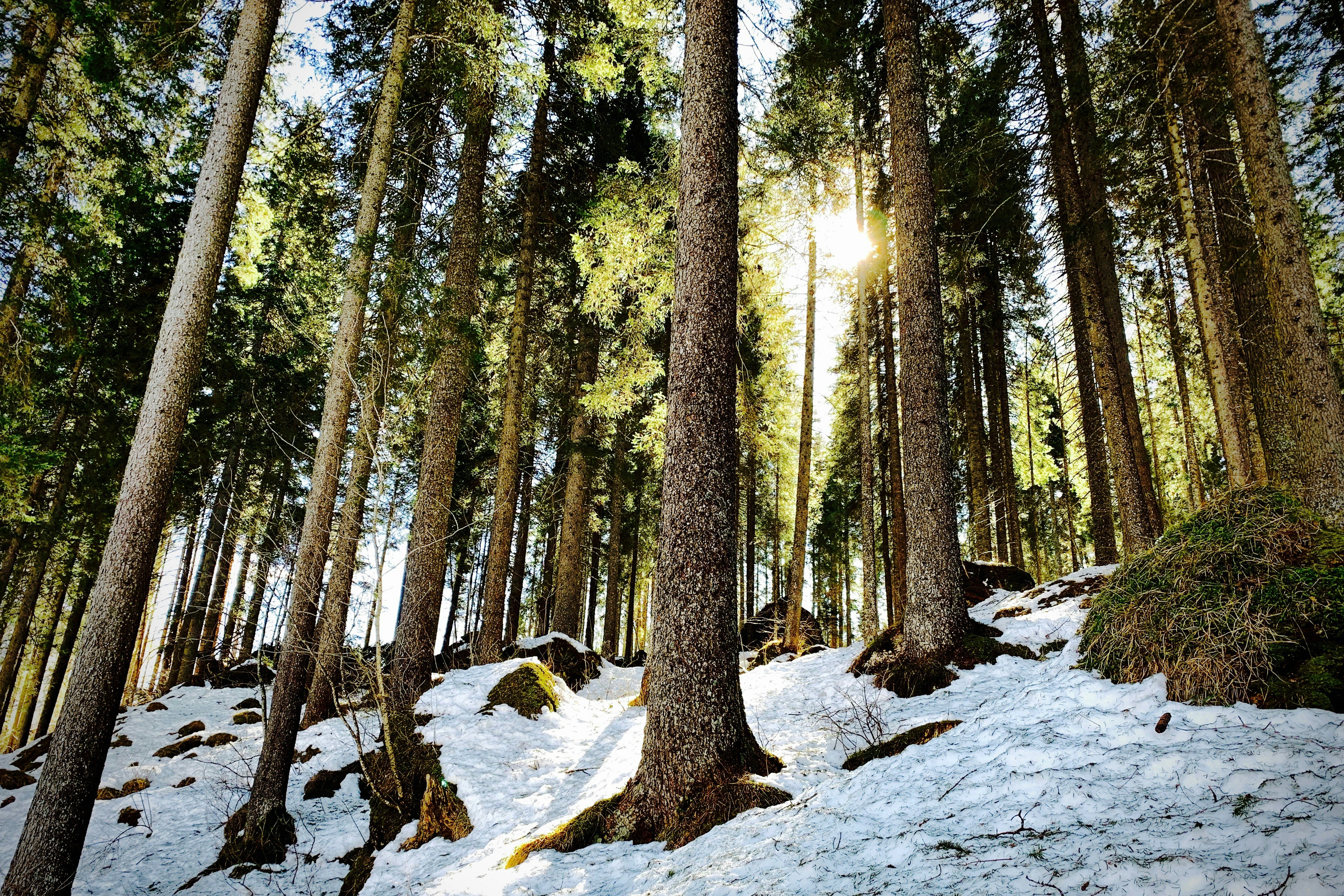 Sunlit Snowy Forest