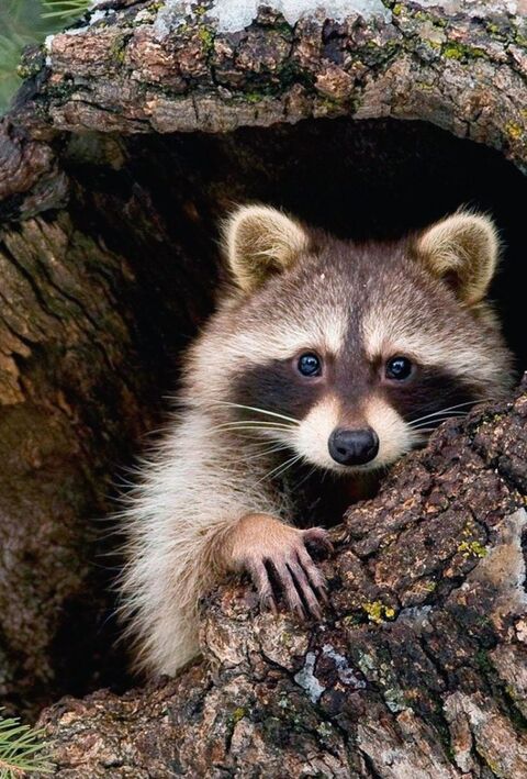 Raccoon Peeking From Tree Hollow