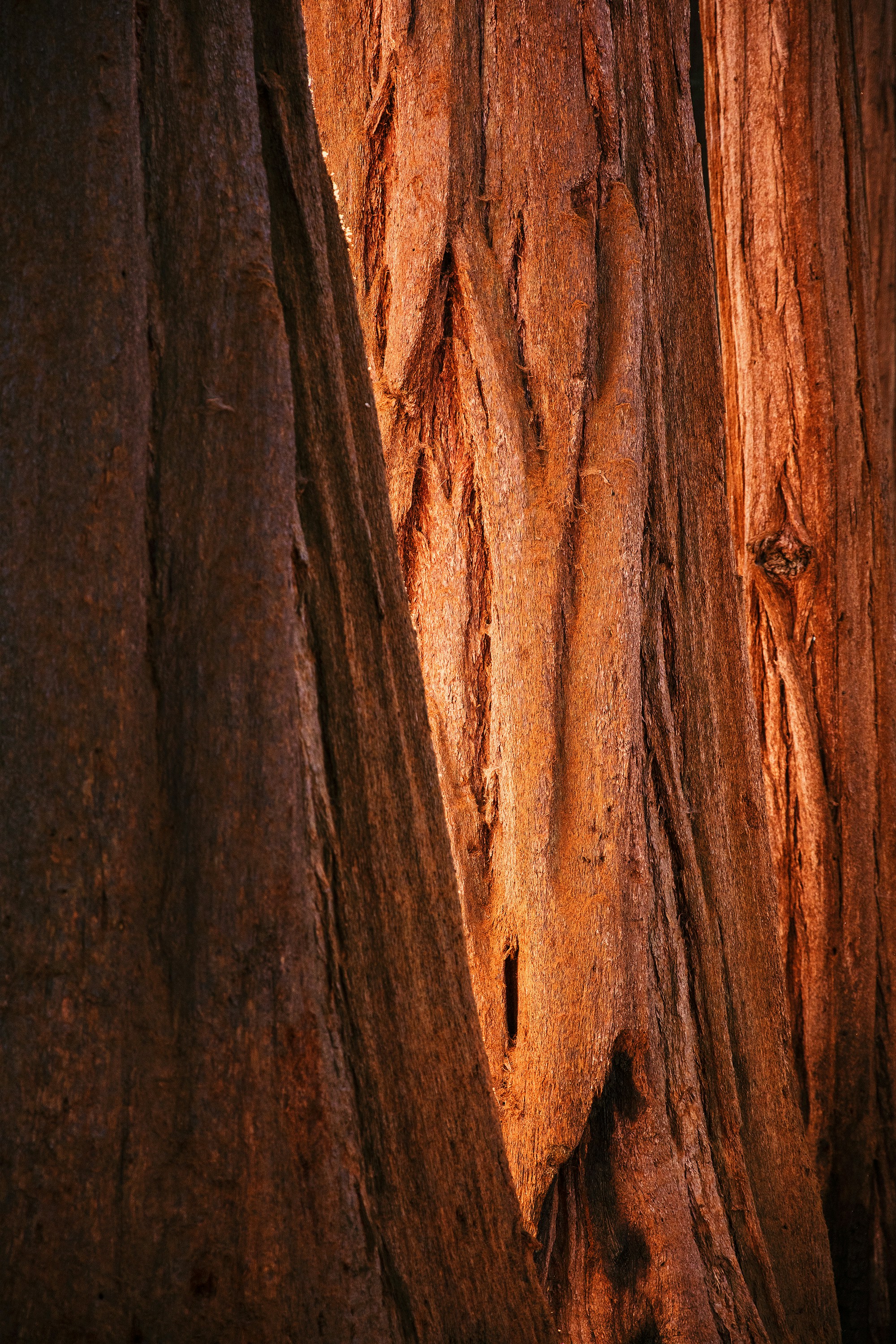 Sunlit Tree Trunk Close-up