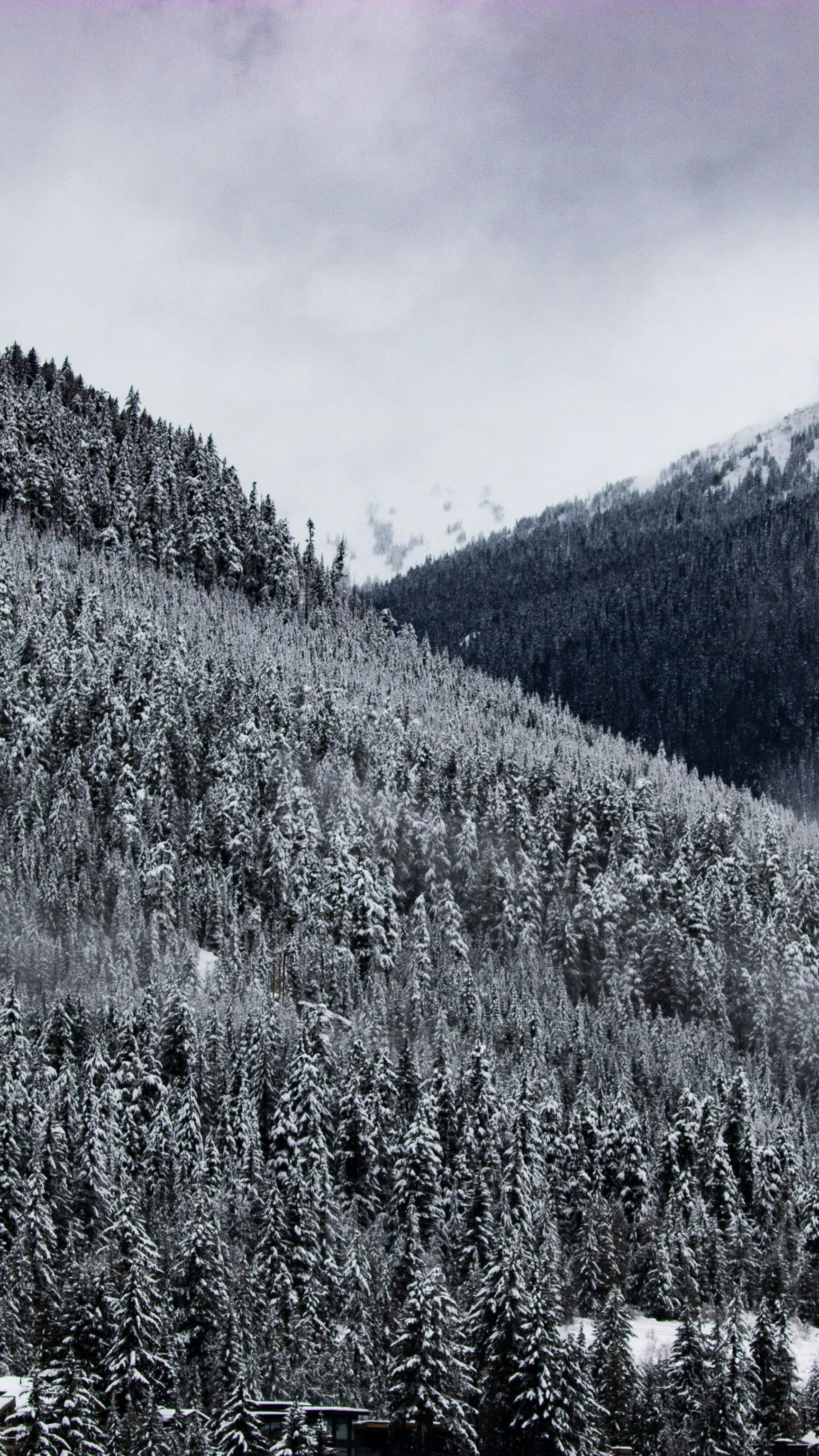 Snow Covered Mountain Forest